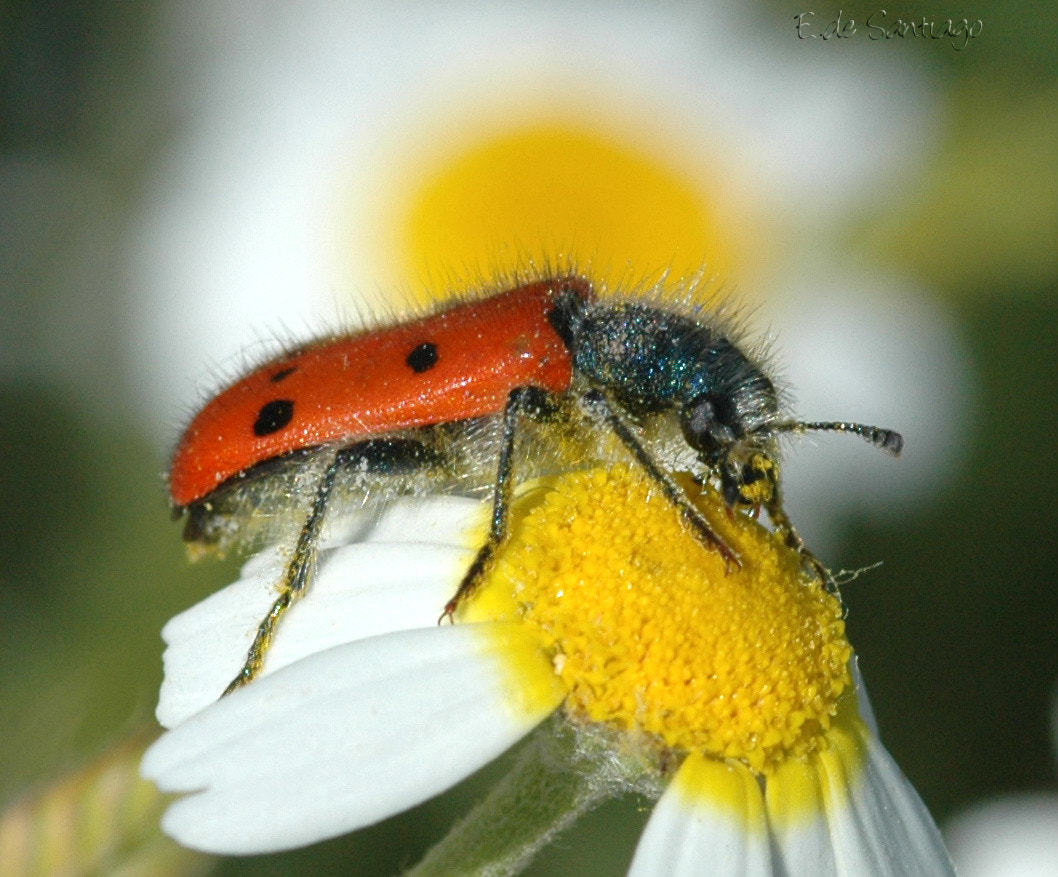 Nikon D70 sample photo. The feast photography