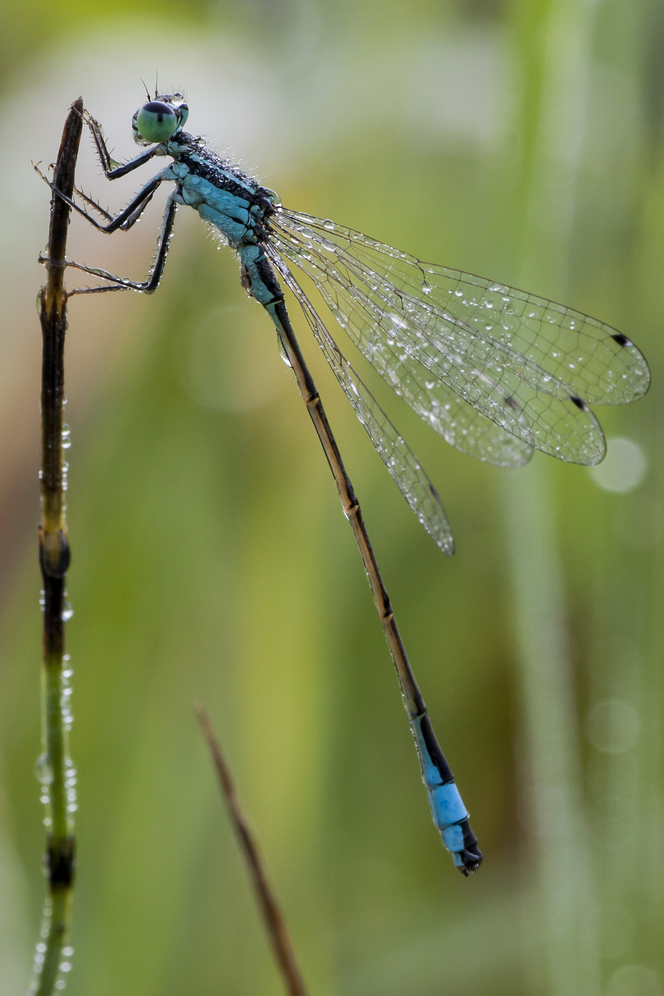 Canon EOS 40D + Tamron SP AF 90mm F2.8 Di Macro sample photo. Damigella photography