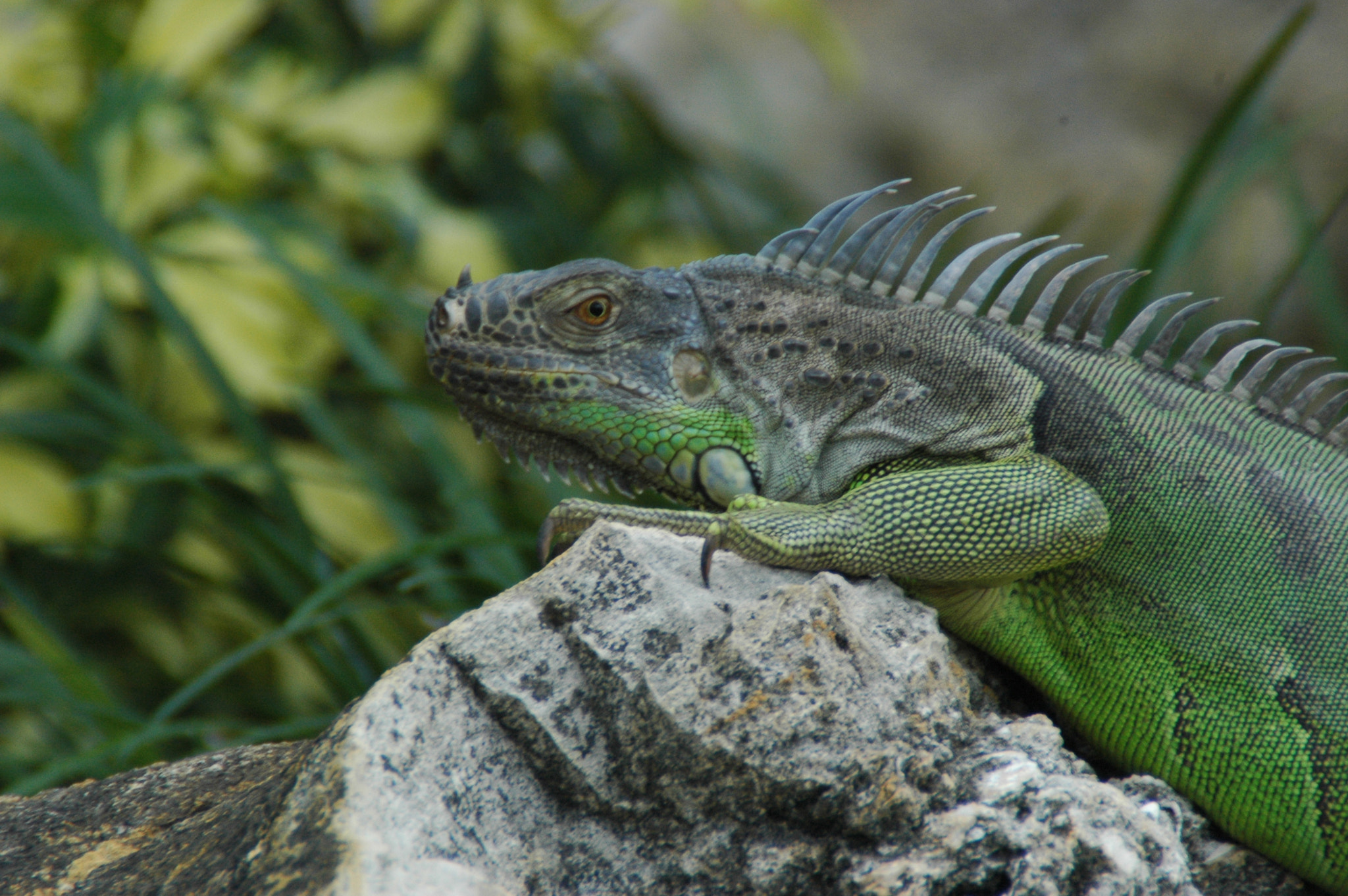 Nikon D70s sample photo. Sunning photography