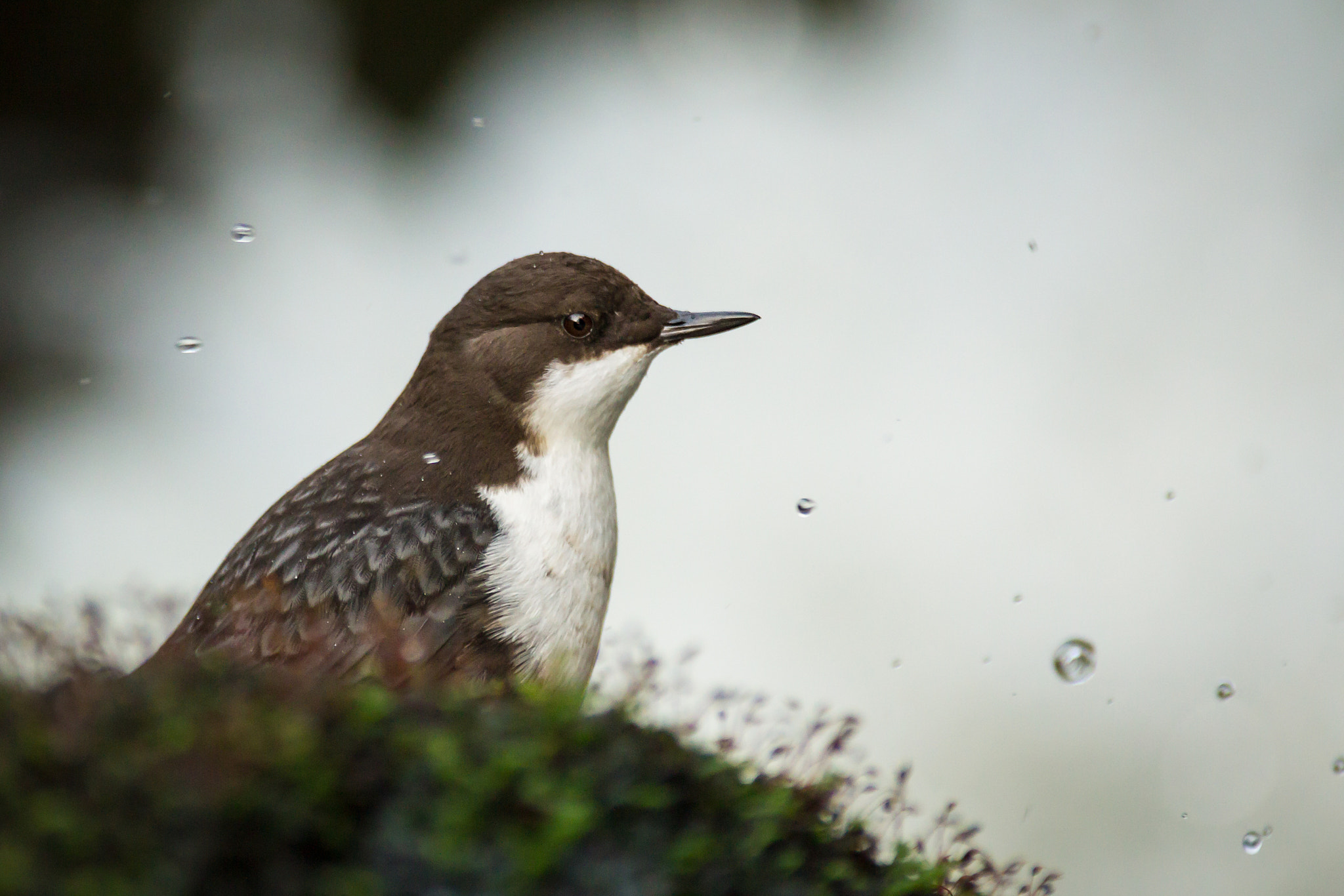 Canon EF 300mm f/2.8L + 1.4x sample photo. By the stream photography