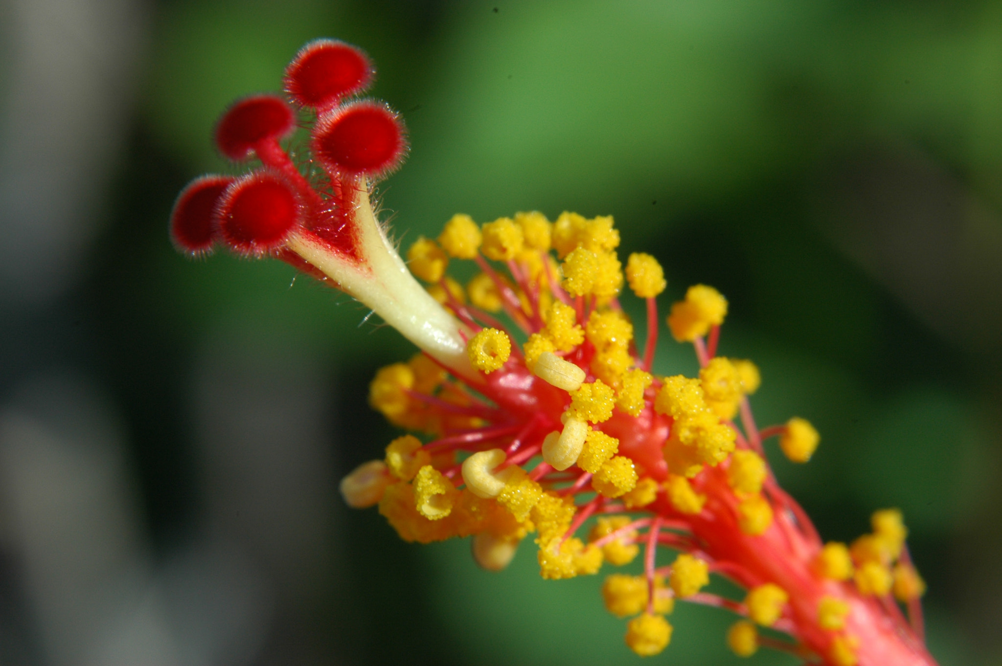 Nikon AF Nikkor 24-85mm F2.8-4D IF sample photo. Stem of a flower photography