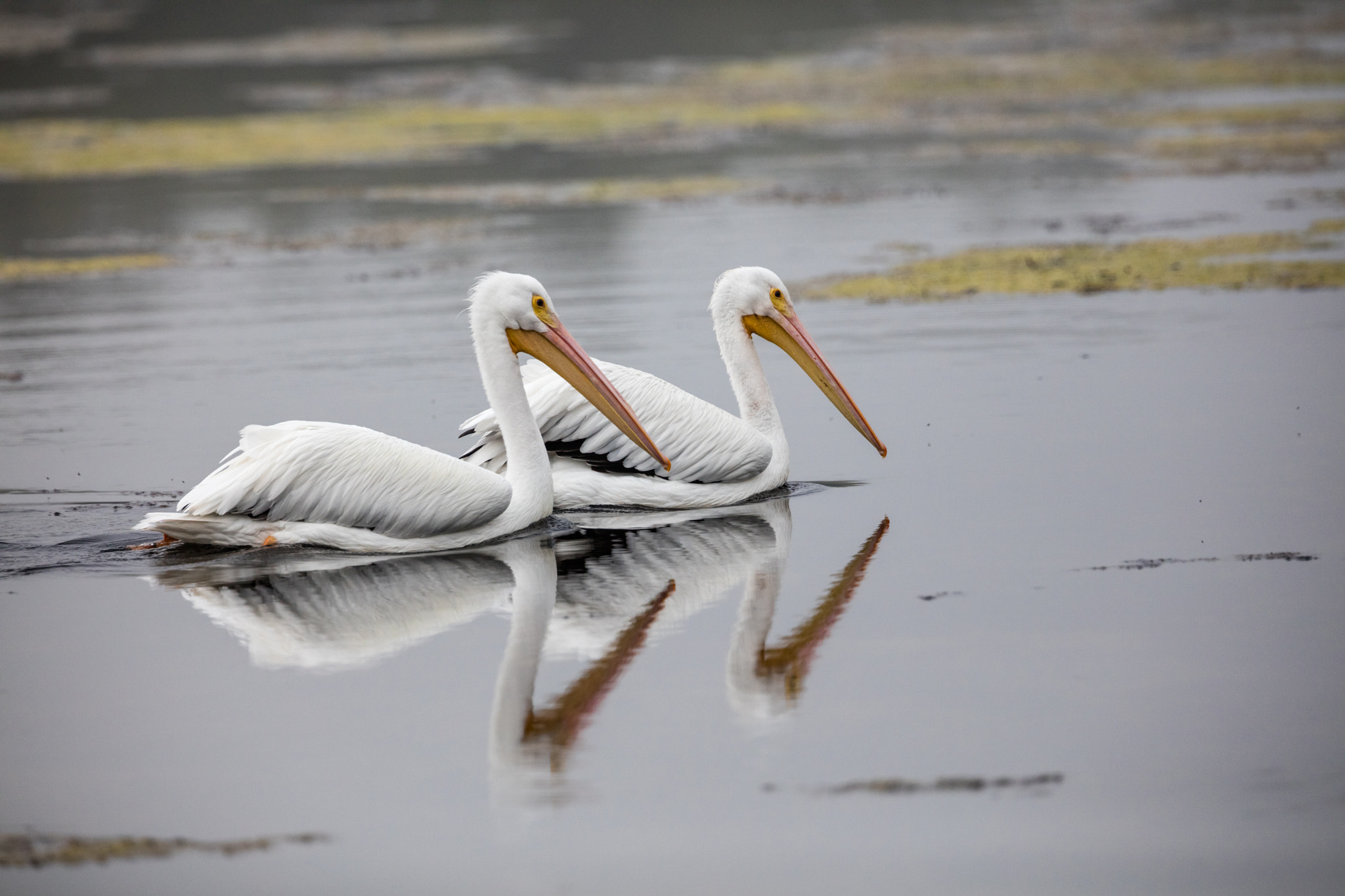 Canon EF 300mm F2.8L IS II USM sample photo. Fishing photography