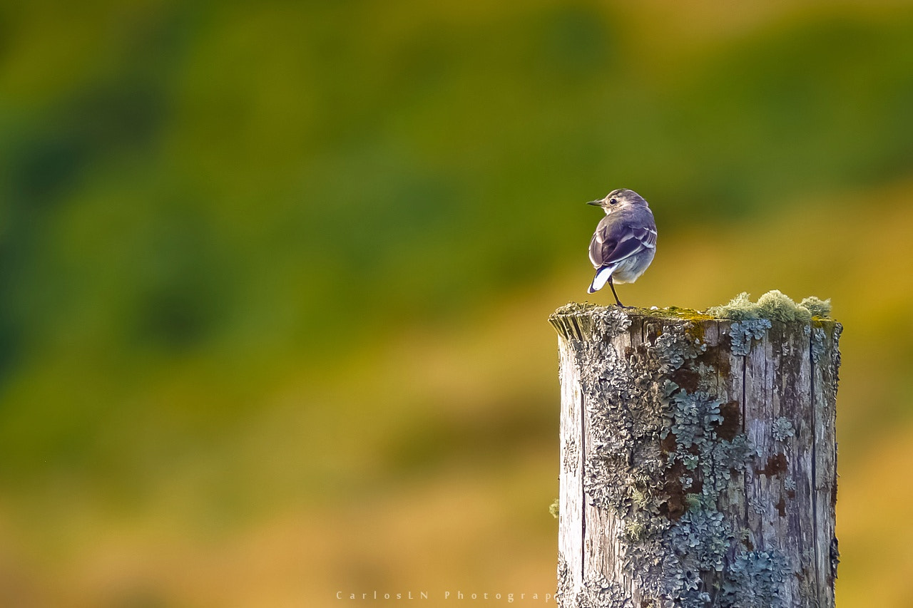 Canon EF 70-200mm F4L IS USM sample photo. Life balance photography