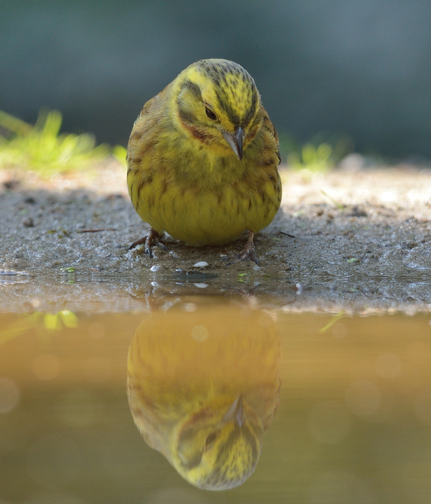 Nikon AF-S Nikkor 400mm F2.8D ED-IF II sample photo. Geelgors photography