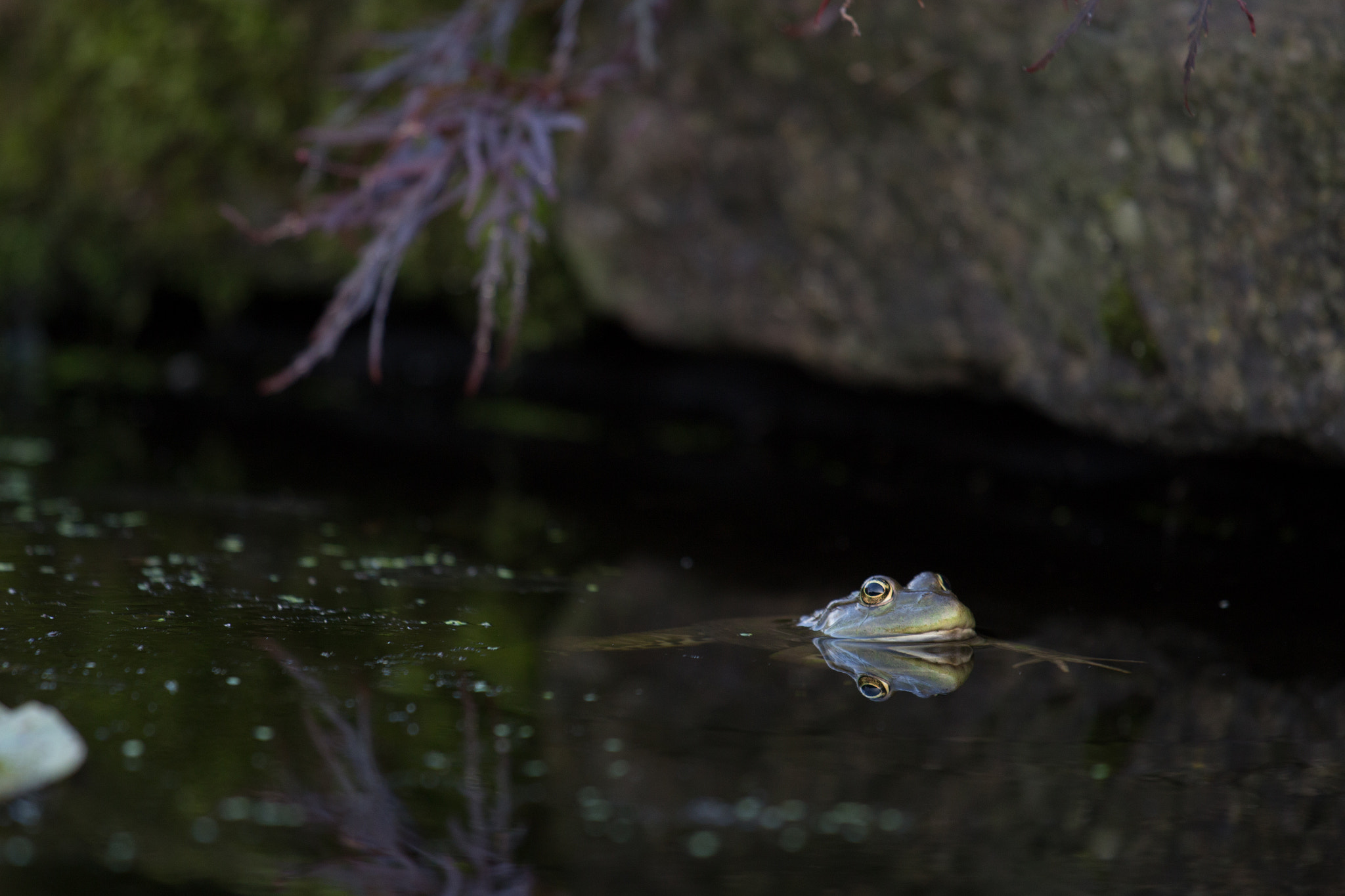 Canon EOS 100D (EOS Rebel SL1 / EOS Kiss X7) + Canon EF 70-200mm F4L IS USM sample photo. Peaceful frog photography