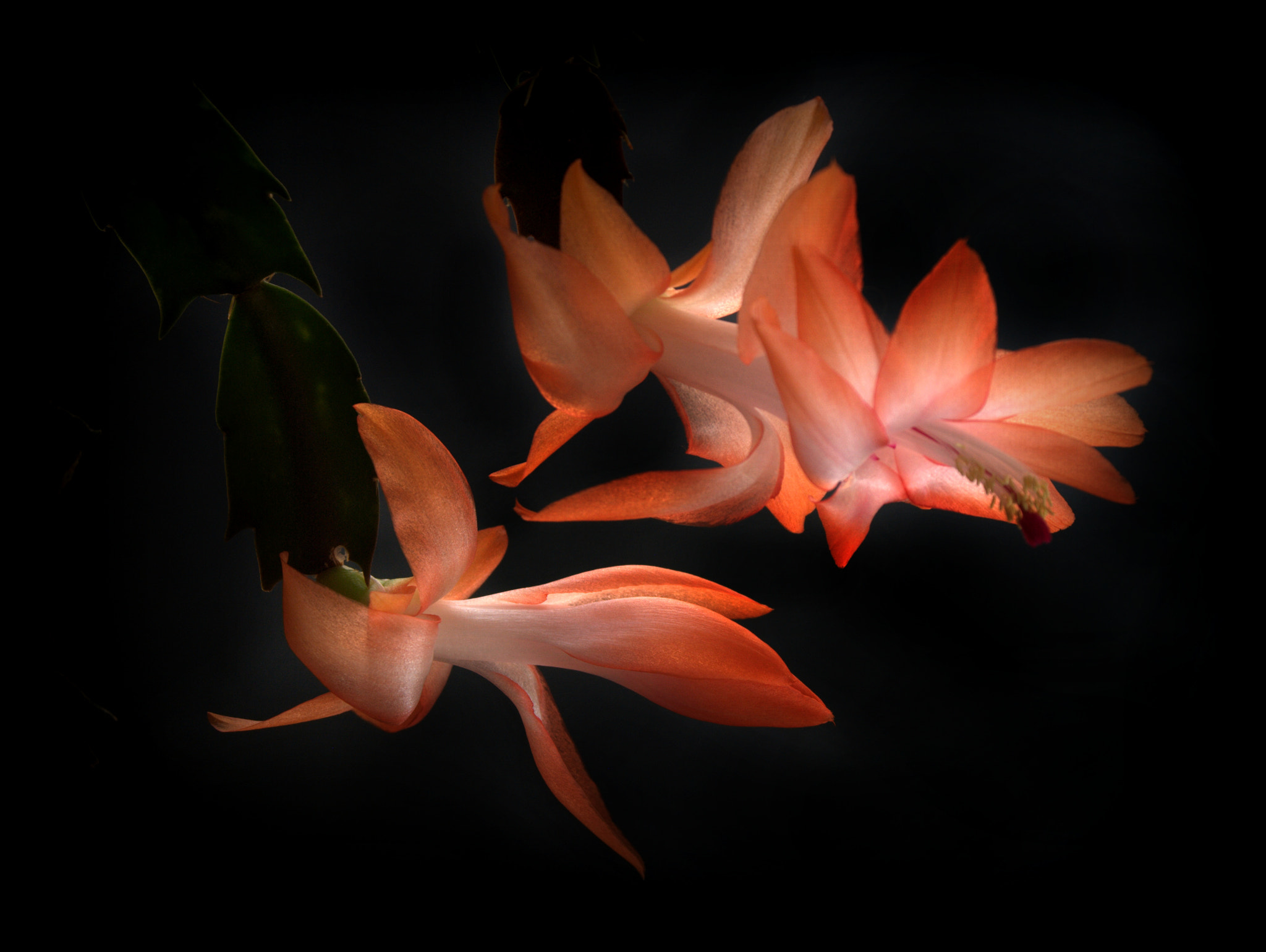 Sigma 28-90mm F3.5-5.6 Macro sample photo. Christmas cactus flowers photography