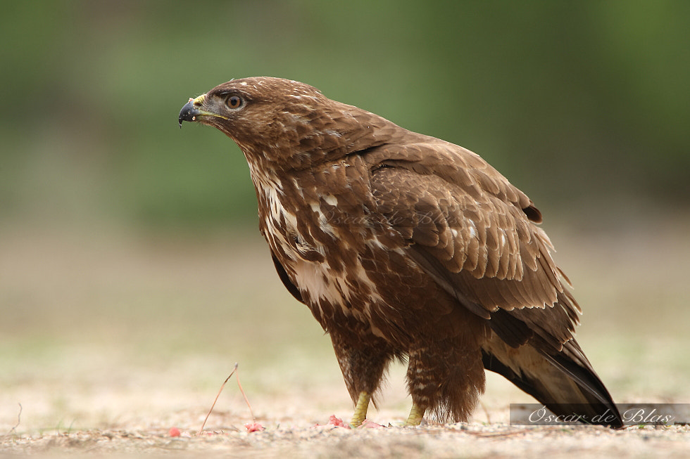 Canon EOS-1D Mark III sample photo. Common buzzard photography