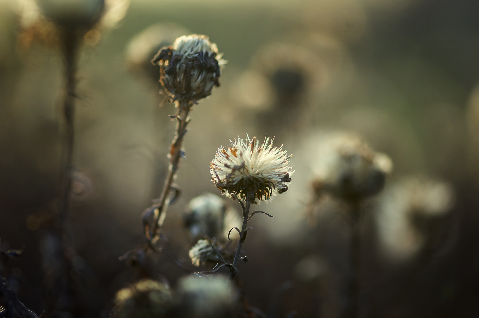 Sony Alpha DSLR-A580 + 105mm F2.8 sample photo. Winter life photography