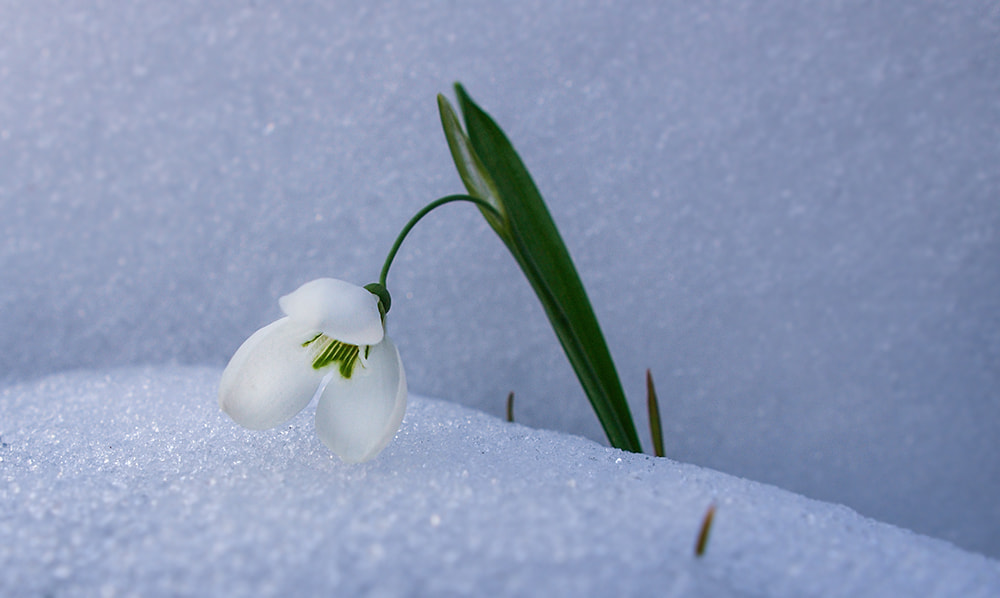 OLYMPUS 14-54mm Lens sample photo. Snowdrop photography