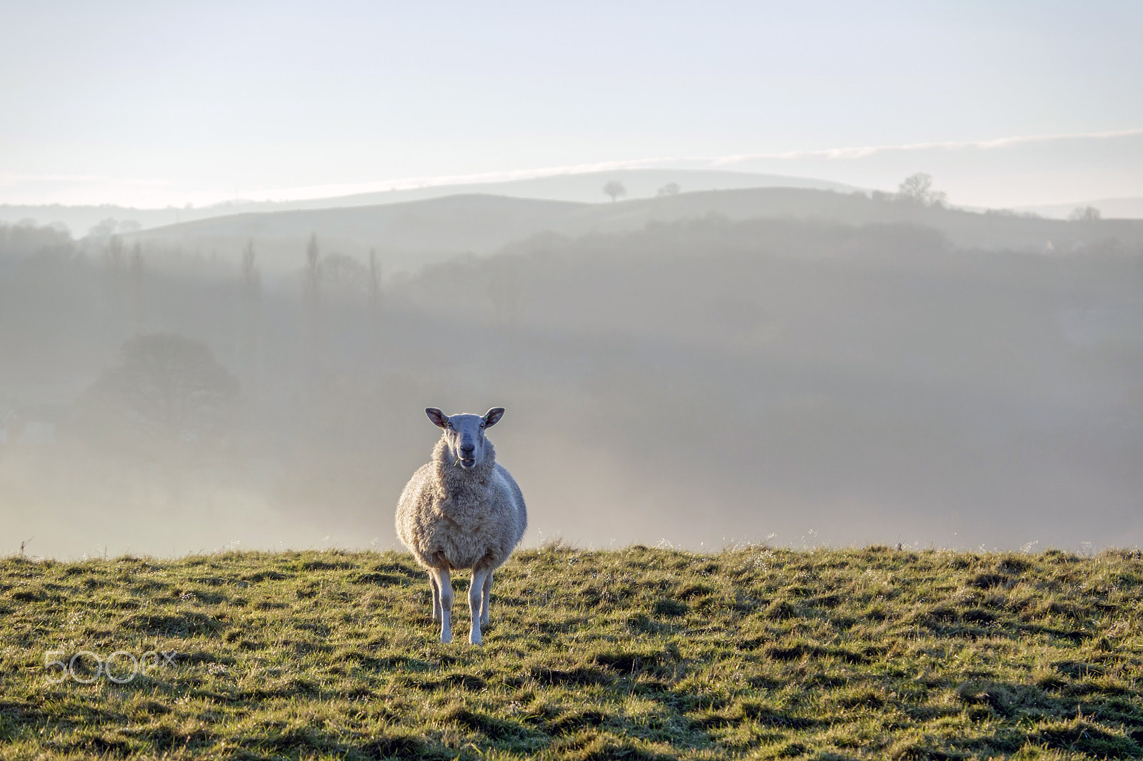 Fujifilm X-E2 + Fujifilm XF 18-135mm F3.5-5.6 R LM OIS WR sample photo. A sheep photography