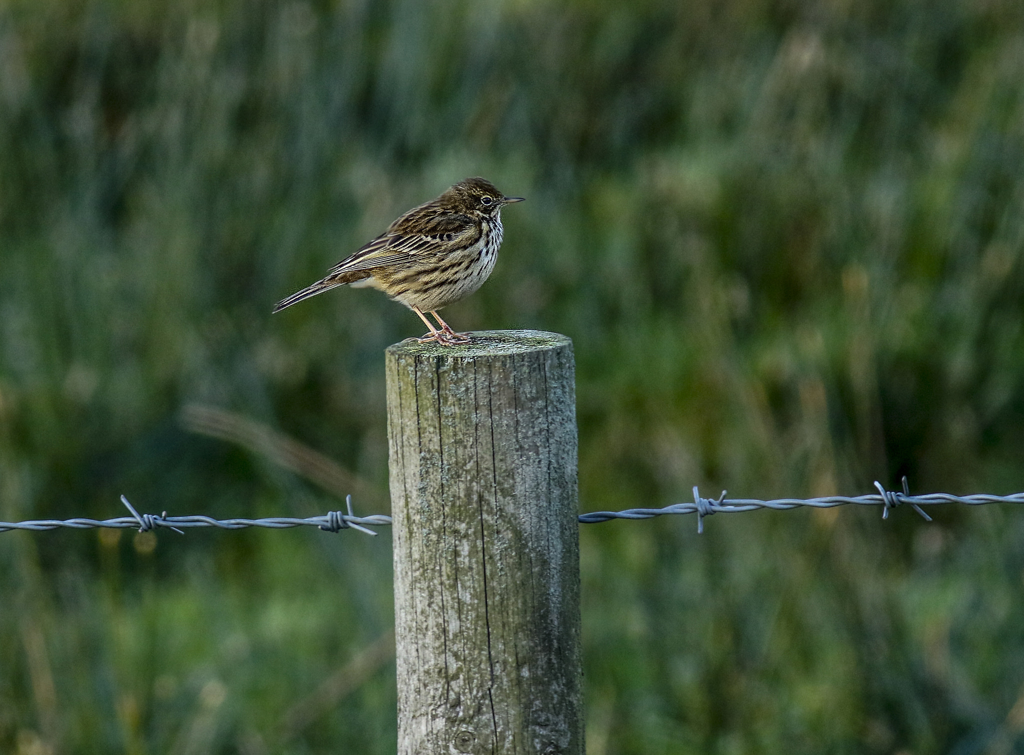 Canon EOS 7D Mark II + Canon EF 400mm F5.6L USM sample photo. Meadow pippit photography