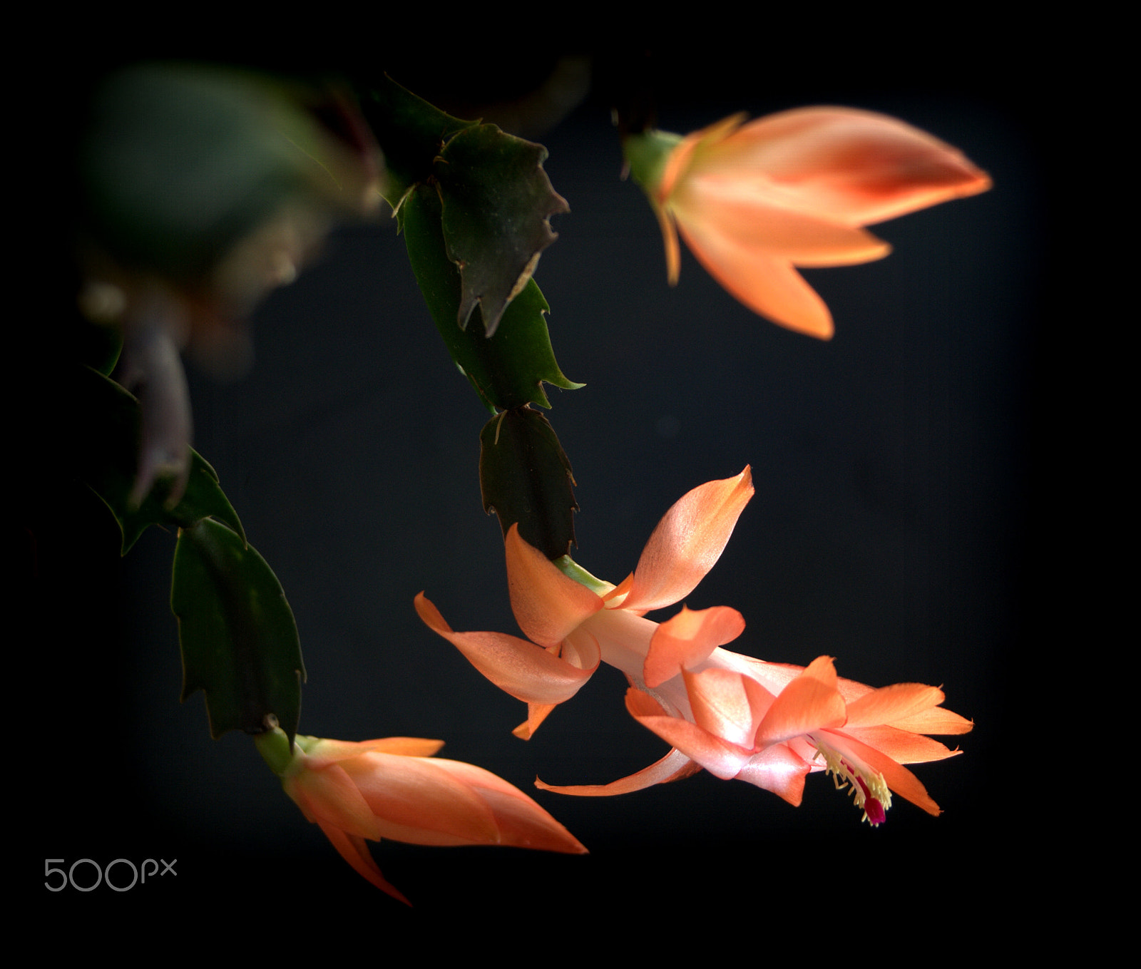 Sigma 28-90mm F3.5-5.6 Macro sample photo. Christmas cactus flower photography