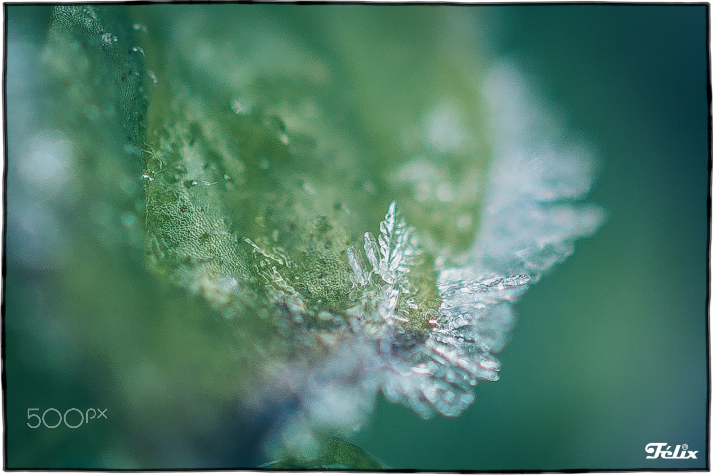 Nikon AF-S DX Micro Nikkor 40mm F2.8 sample photo. Frozen mint photography