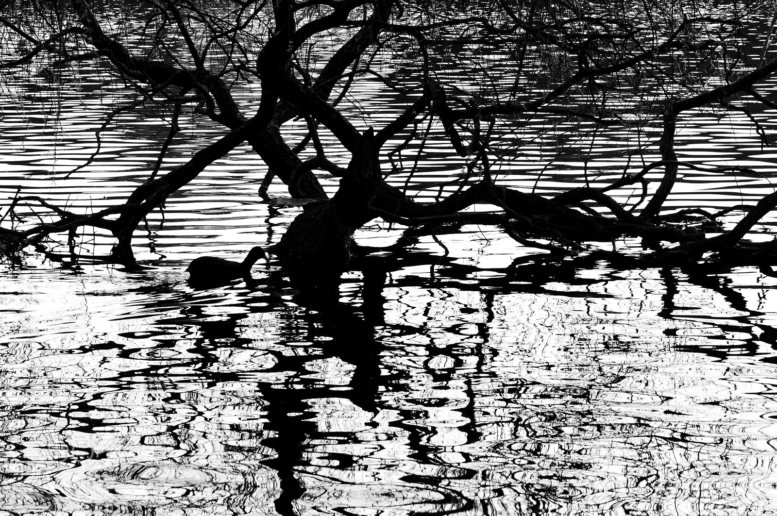 Nikon AF-S Nikkor 70-200mm F4G ED VR sample photo. Coot in silhouette photography