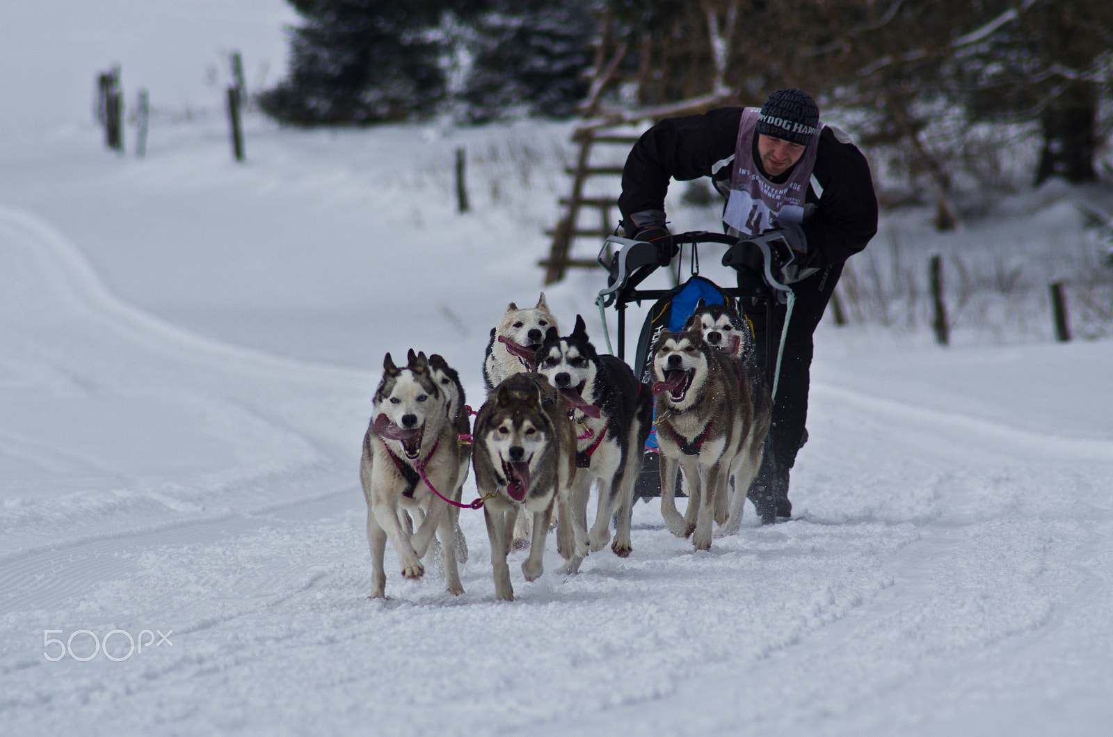 Pentax K-5 sample photo. Huskies photography