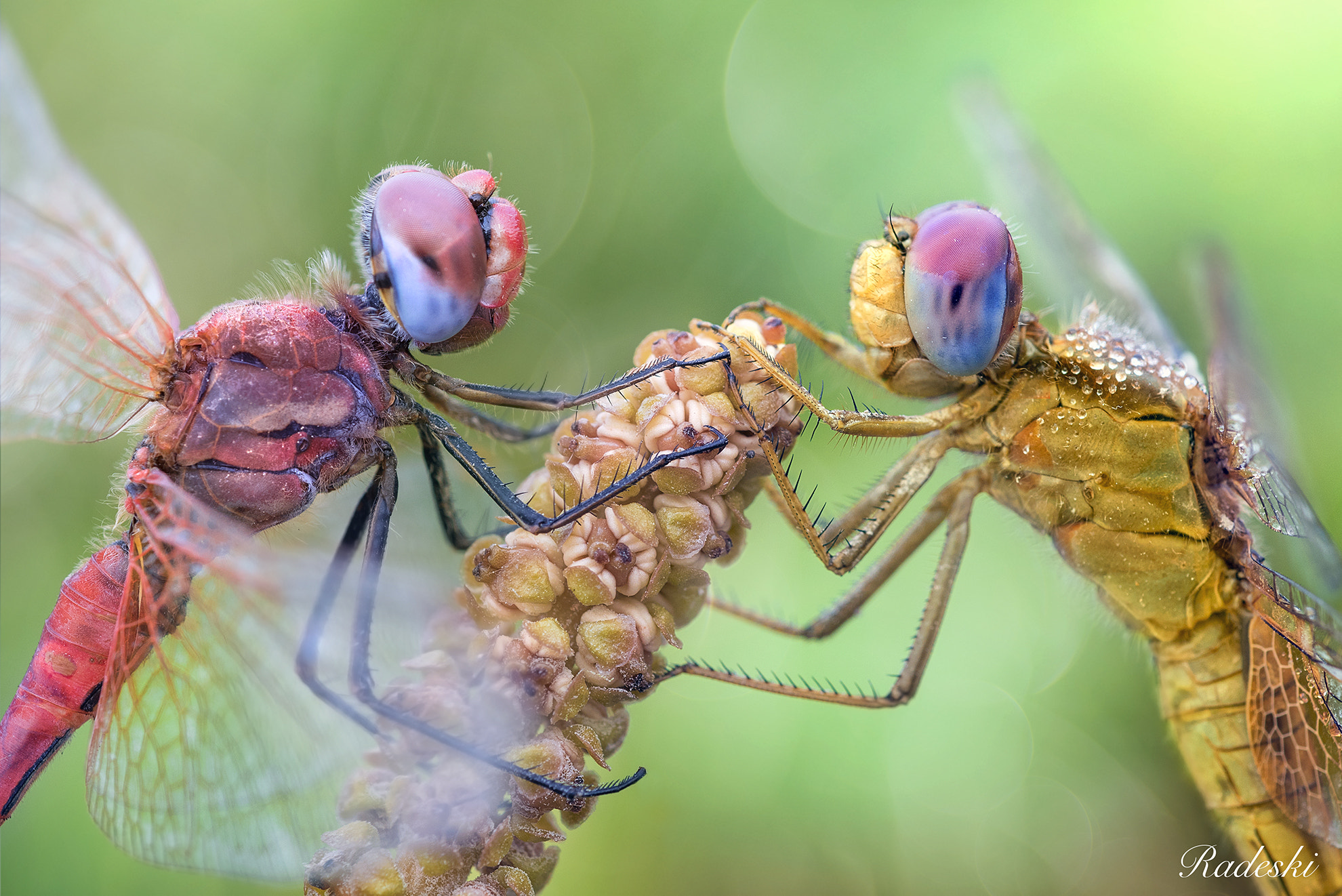 Nikon D810 + Nikon AF Micro-Nikkor 60mm F2.8D sample photo. Incontro fra libellule photography