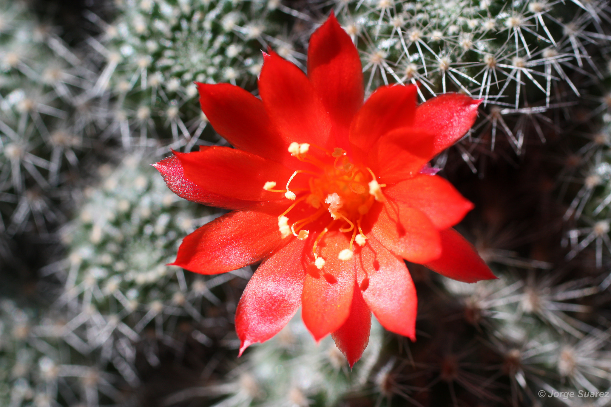 Canon EF 50mm F2.5 Macro sample photo. Selected macros in my garden photography