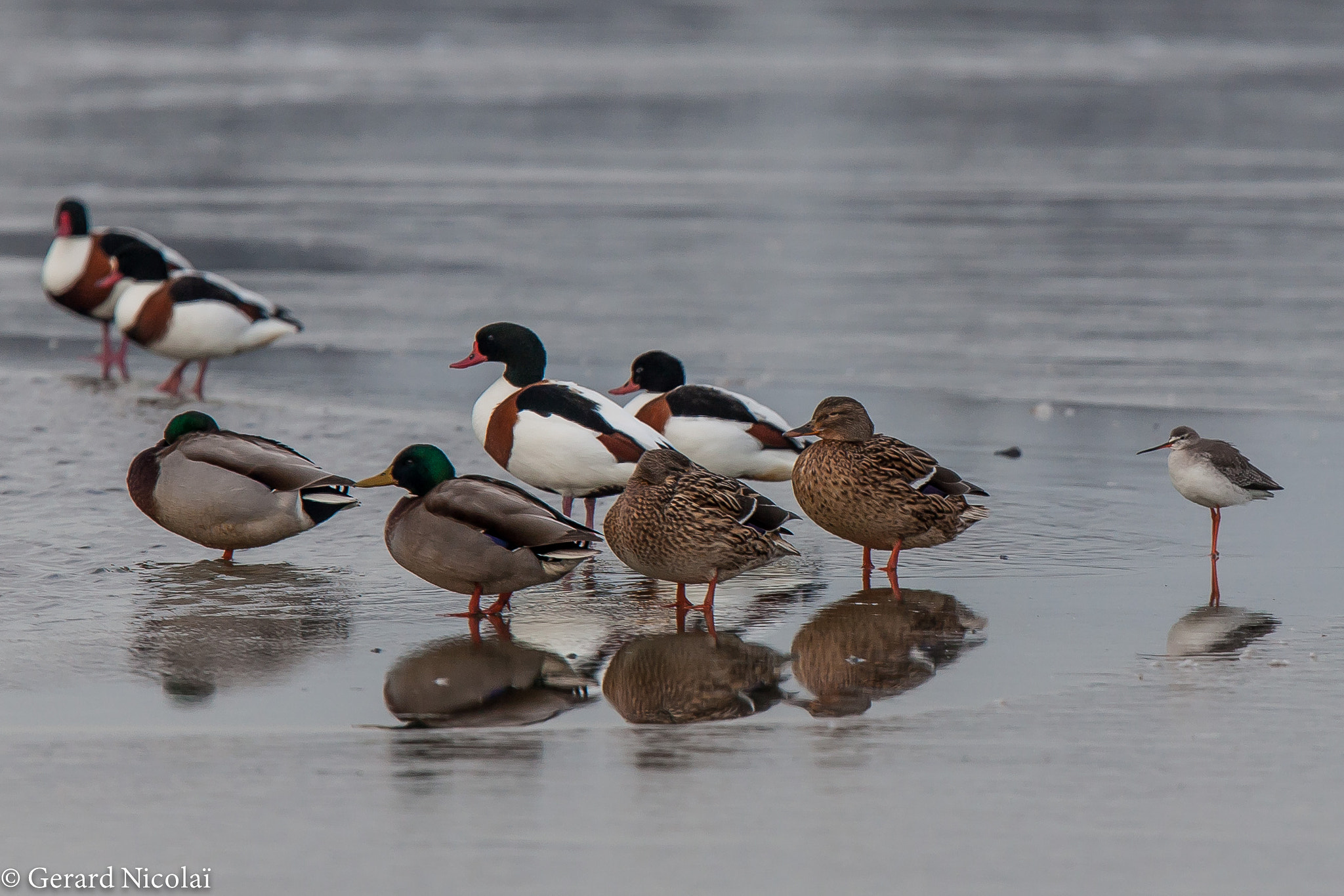 Canon EF 300mm F2.8L IS USM sample photo. A rare spotted redshank in company of some ducks photography