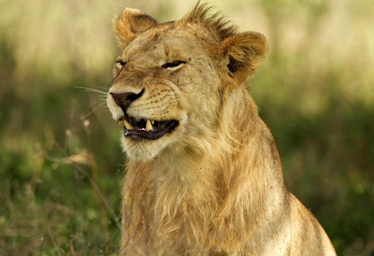 Canon EF 500mm F4L IS II USM sample photo. Smiling lion photography