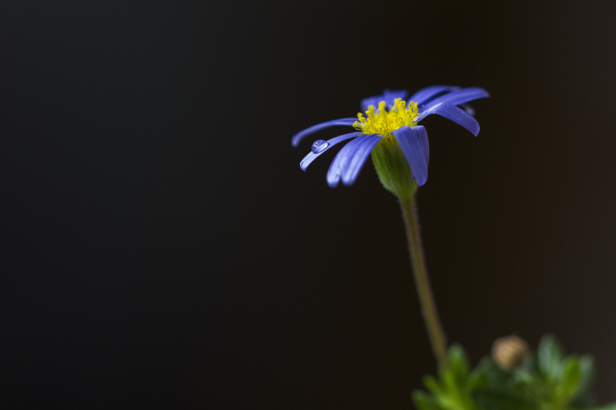 Sigma 105mm F2.8 EX DG OS HSM sample photo. Azul... photography