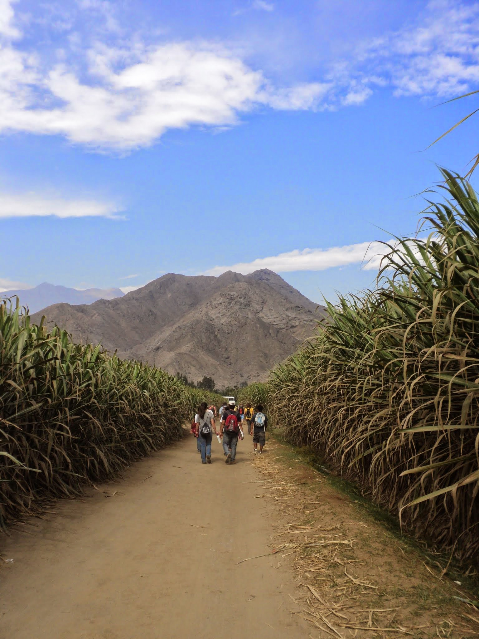Sony DSC-S2100 sample photo. Sugar cane field photography