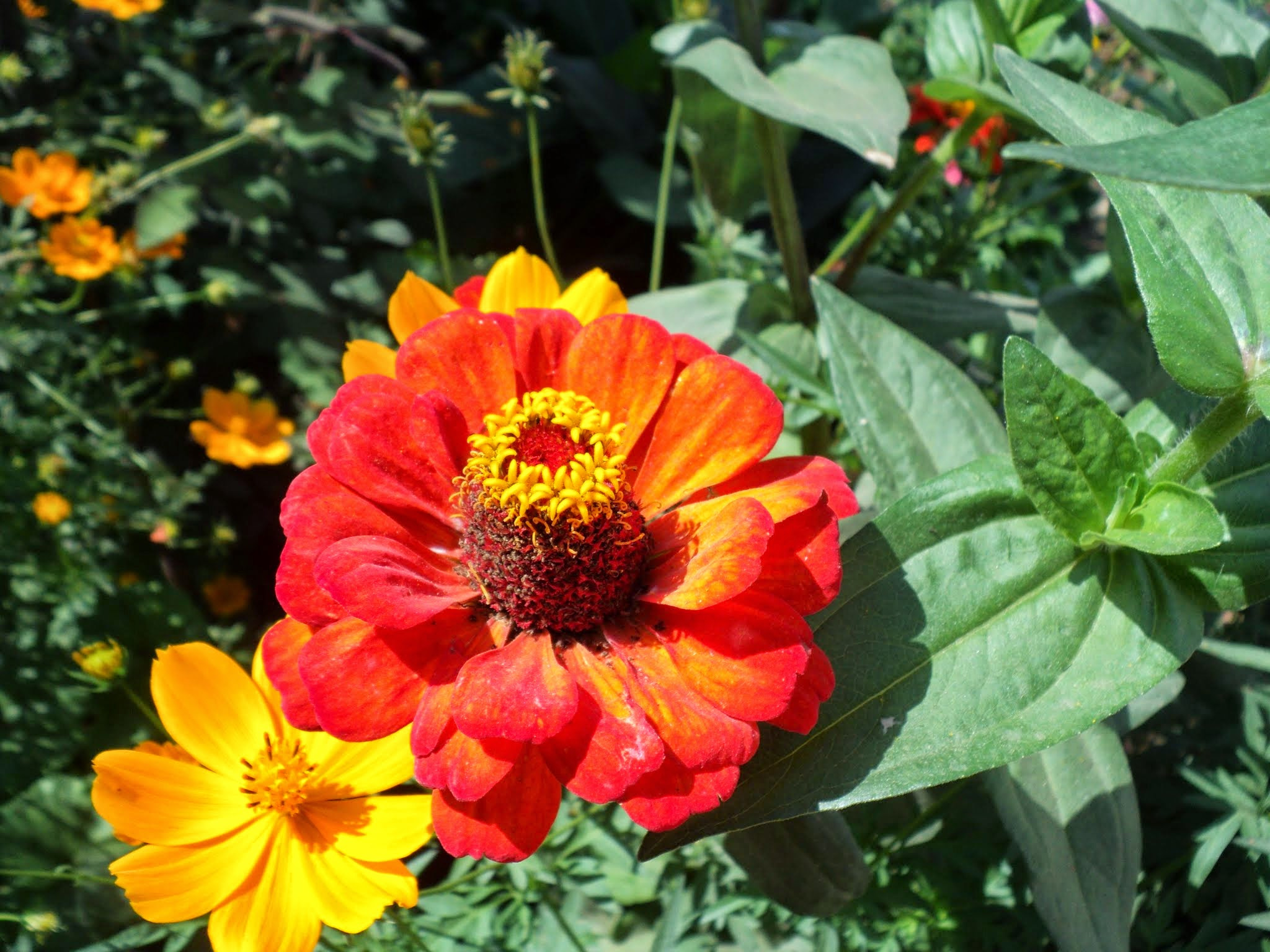 Sony DSC-S2100 sample photo. Orange flower photography