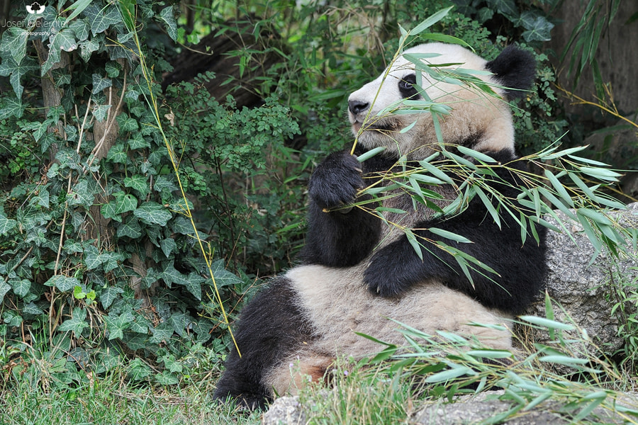 Nikon D3S sample photo. Peeking through bamboo photography