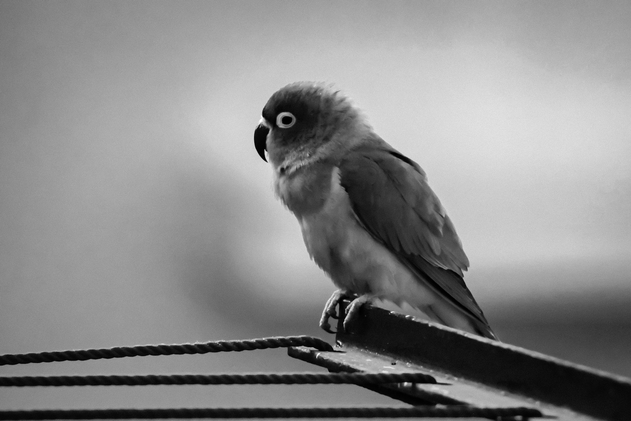 Canon EOS 550D (EOS Rebel T2i / EOS Kiss X4) sample photo. Parrot photography