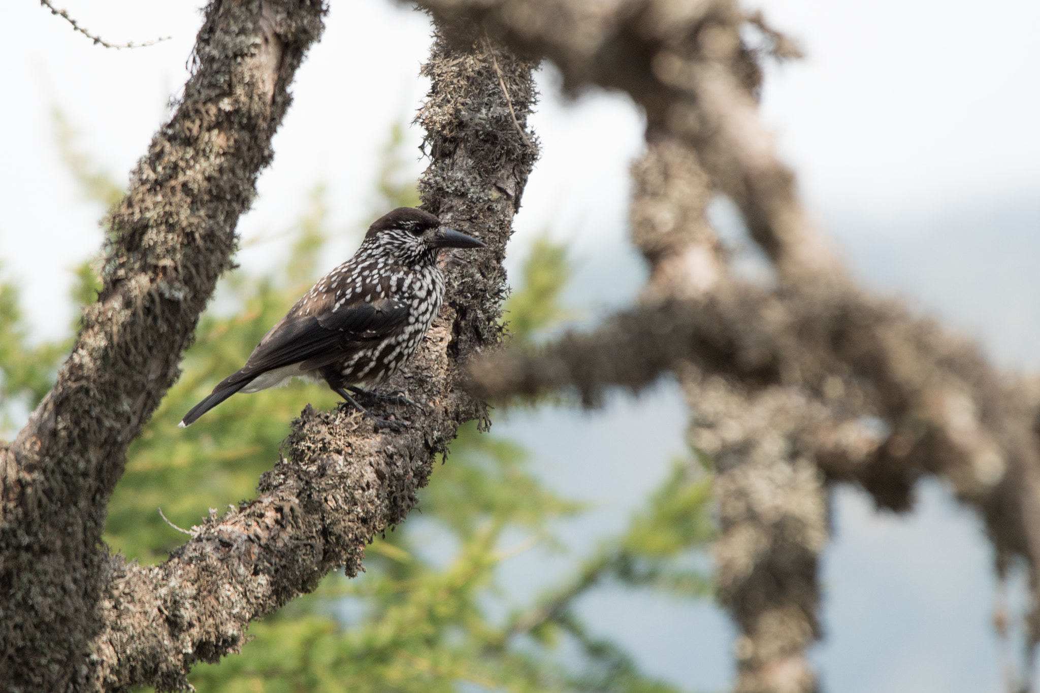 Sony 75-300mm F4.5-5.6 sample photo. Spotted nutcracker photography
