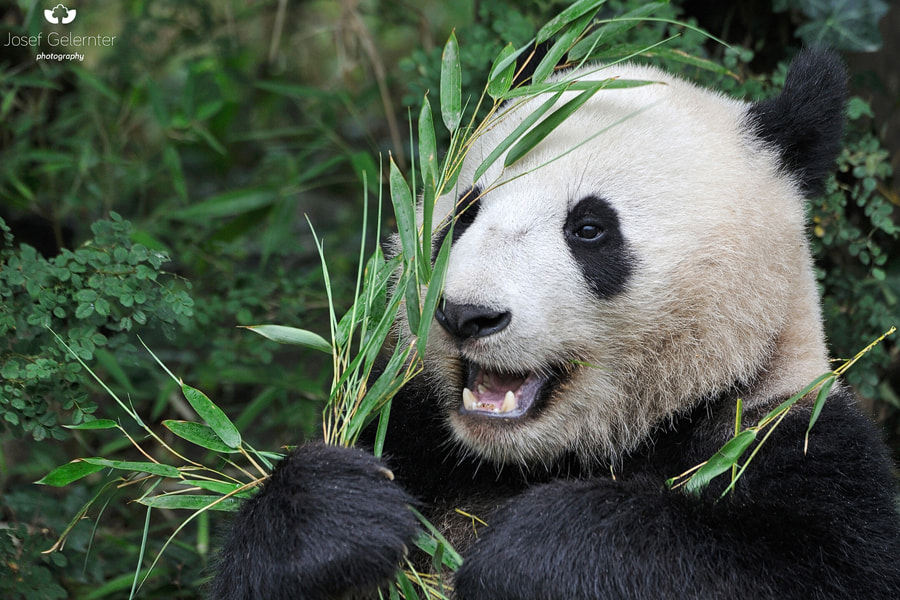 Nikon D3S sample photo. Happy bamboo panda photography
