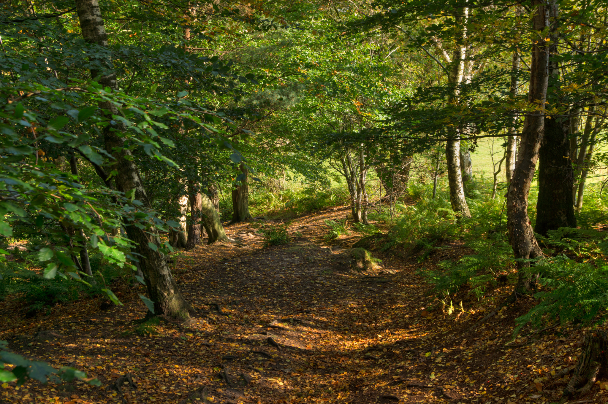 Sony SLT-A65 (SLT-A65V) + Tamron SP 24-70mm F2.8 Di VC USD sample photo. Alderley wood photography