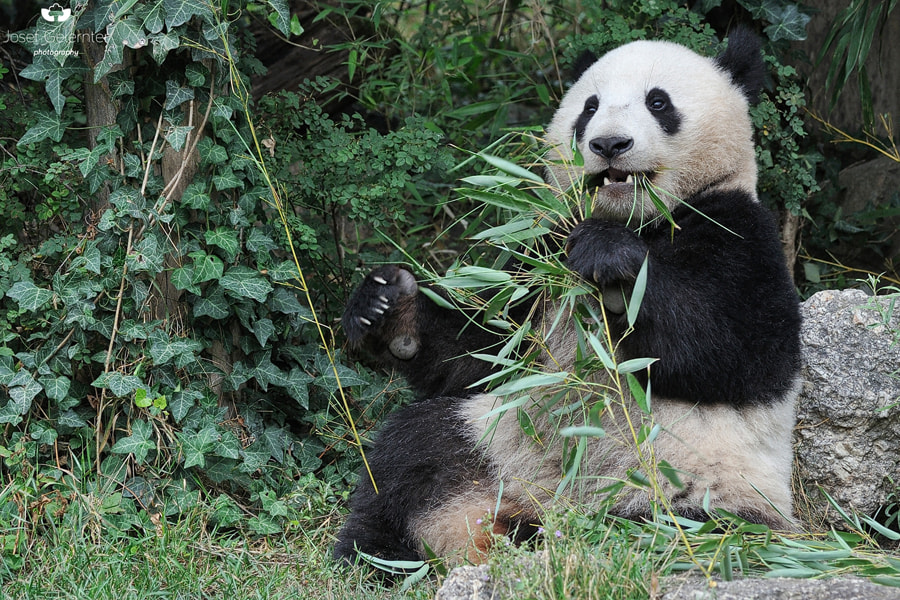 Nikon D3S sample photo. Panda enjoying breakfast photography
