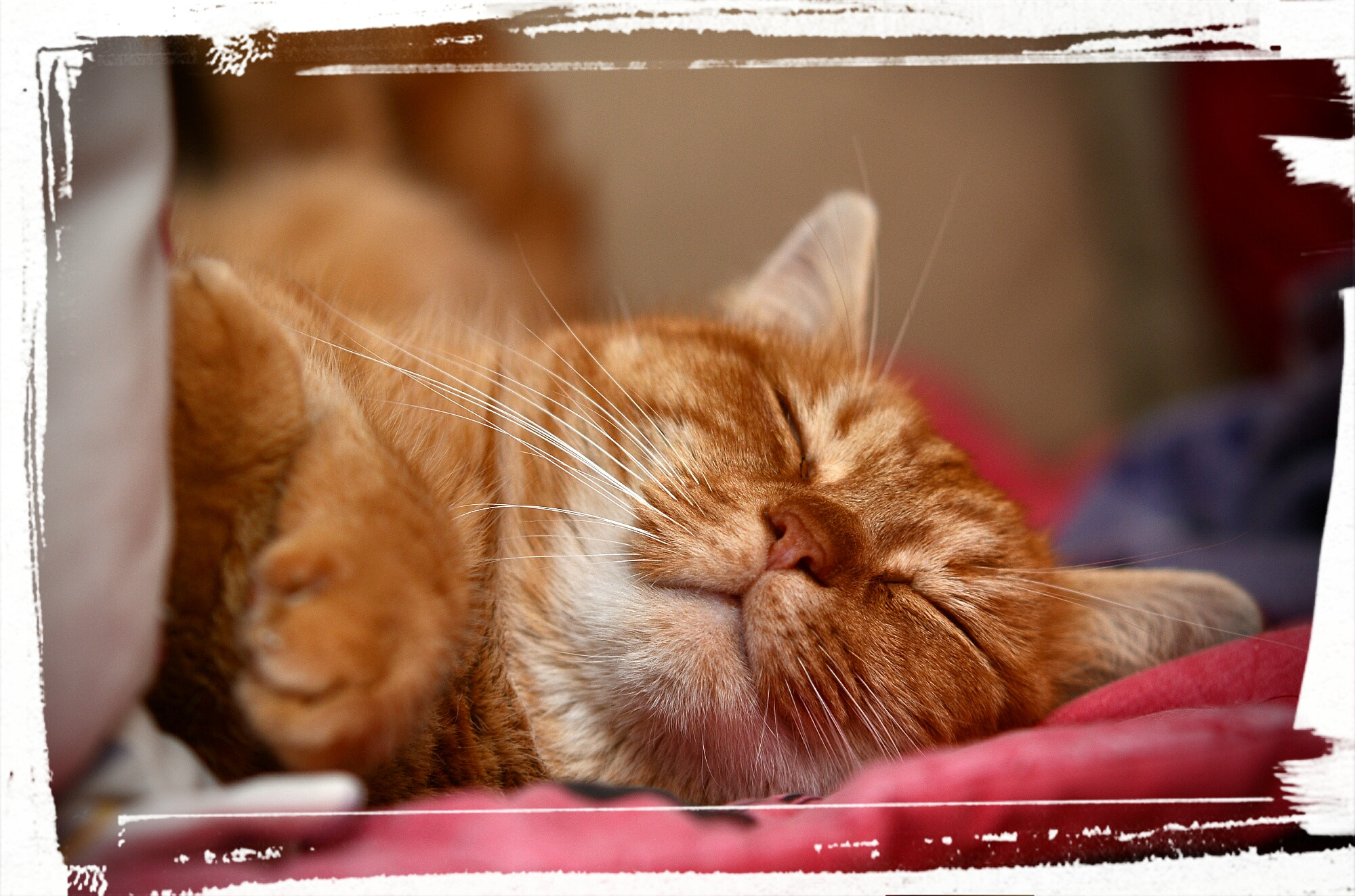 Sigma 50-150mm F2.8 EX APO DC HSM II sample photo. Sleeping cat after a long day photography