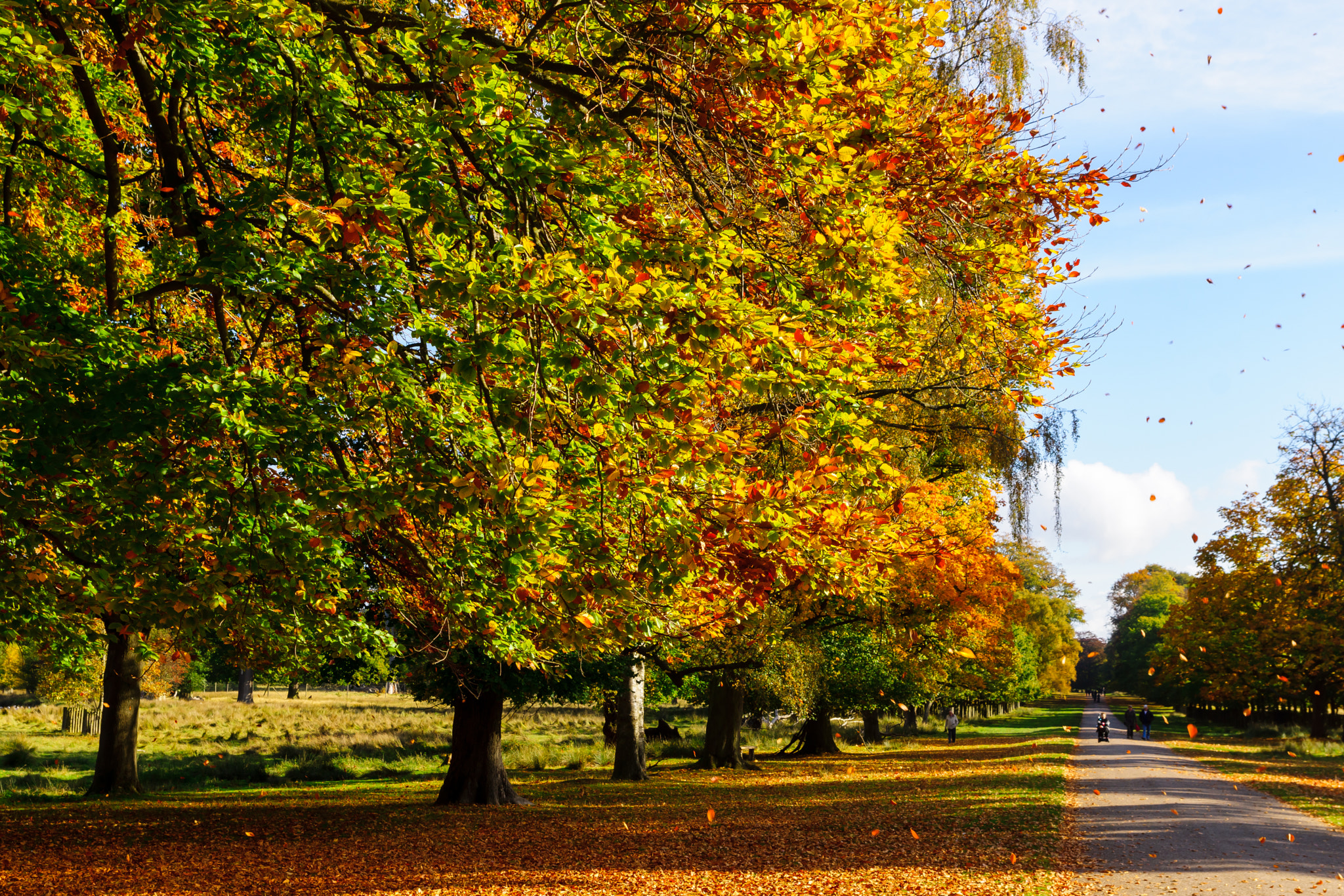 Sony SLT-A65 (SLT-A65V) + Tamron SP 24-70mm F2.8 Di VC USD sample photo. Autumn colours photography