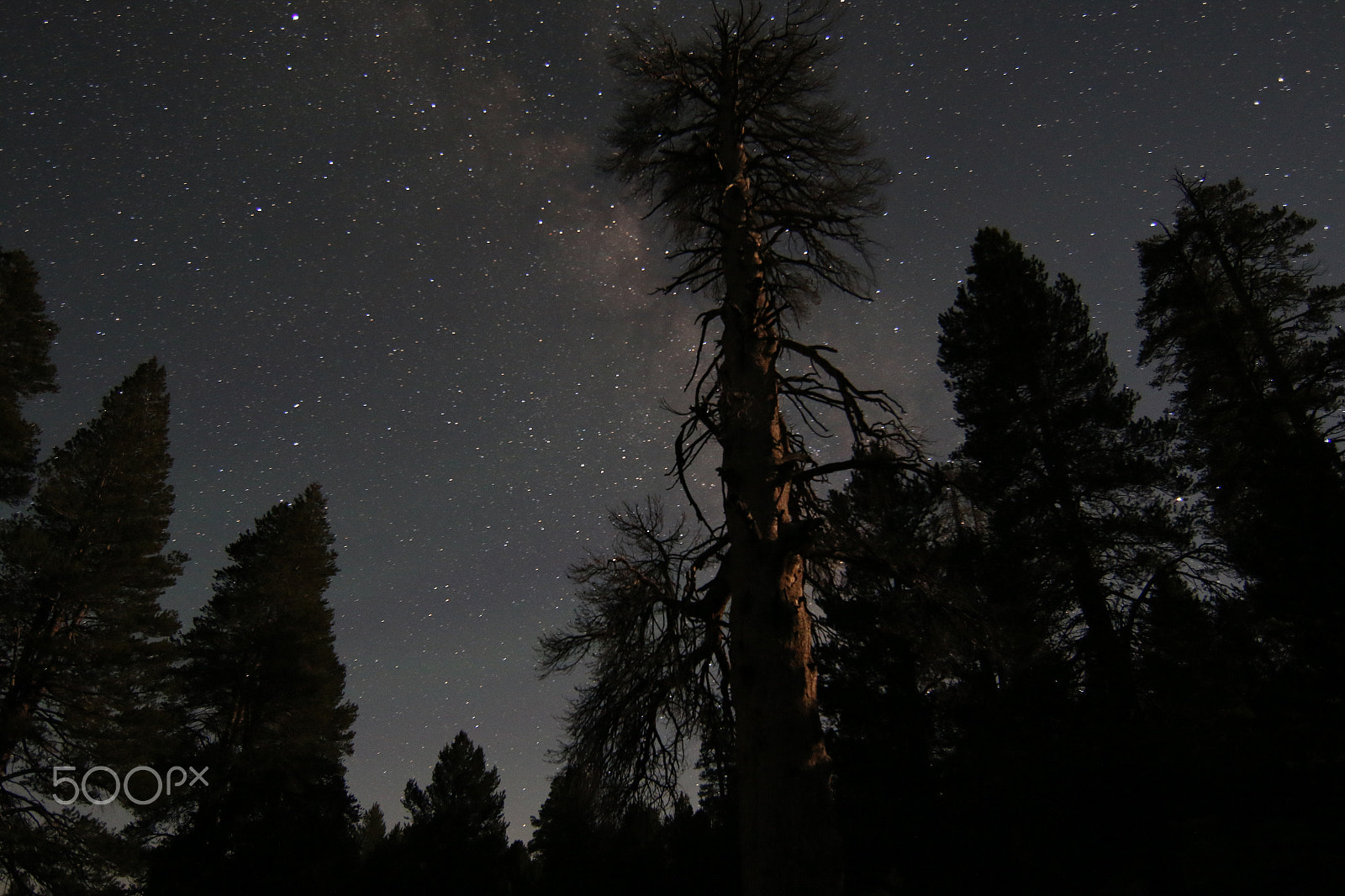 Canon EF 14mm F2.8L II USM sample photo. Sequoia photography