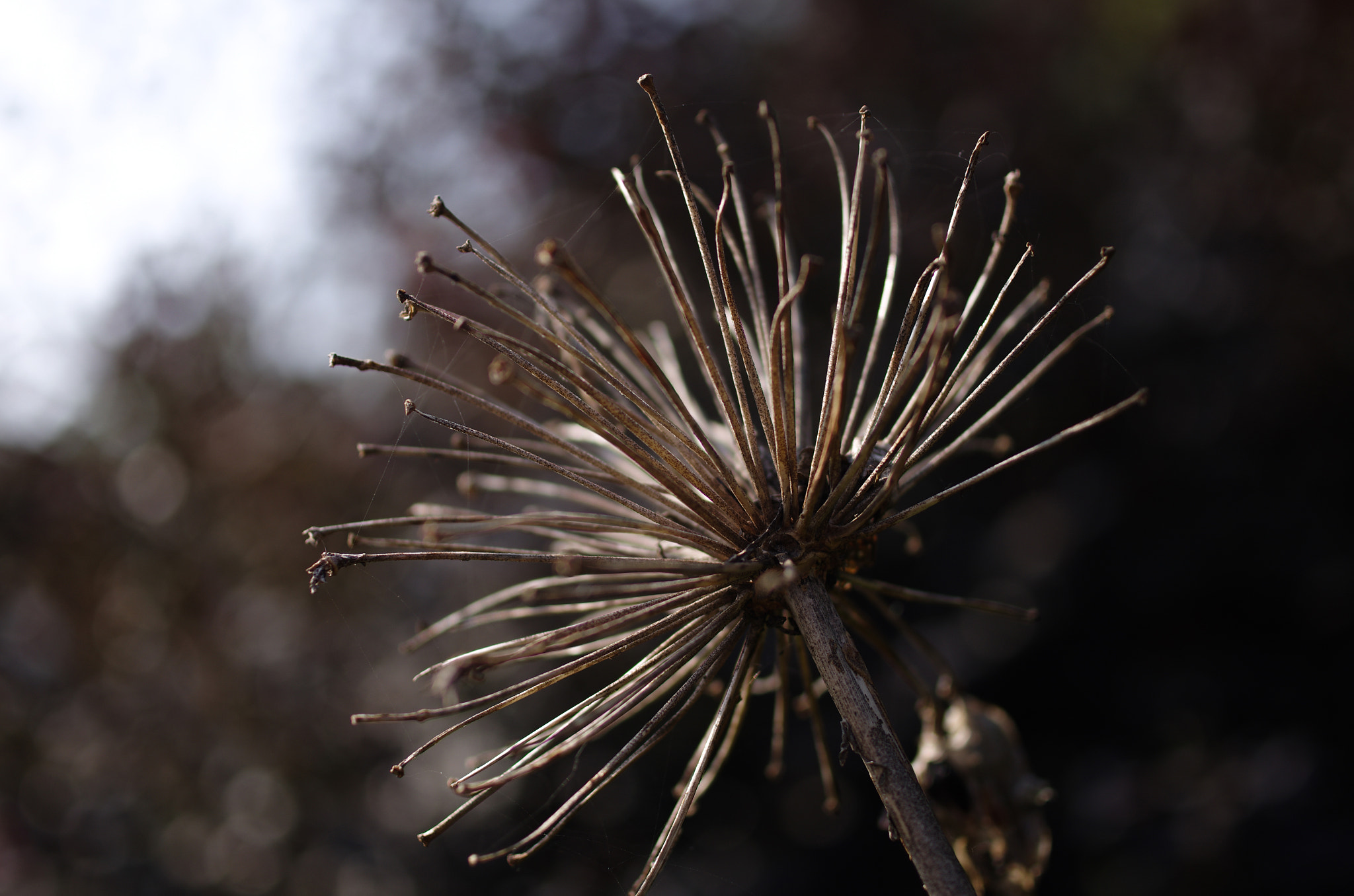 HD Pentax DA 35mm F2.8 Macro Limited sample photo. Life photography