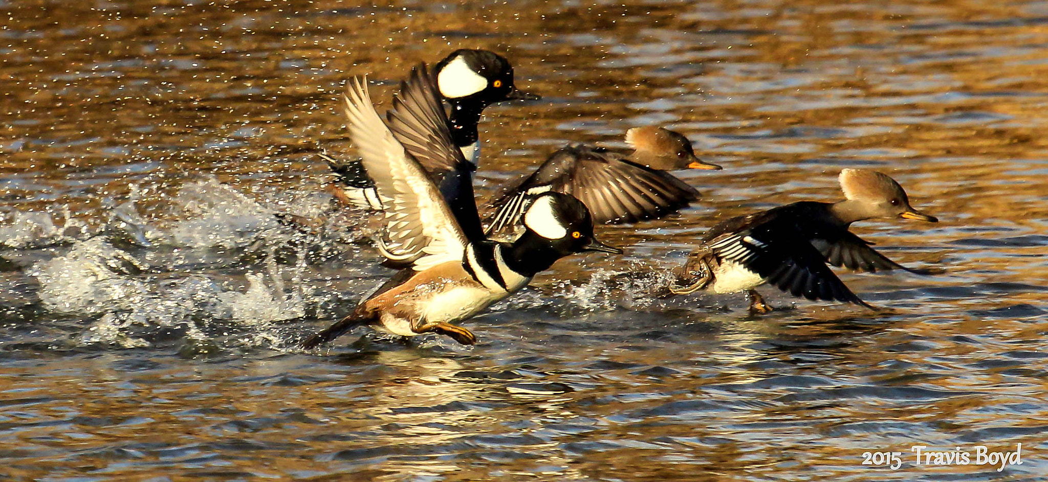 Canon EF 100-400mm F4.5-5.6L IS USM sample photo. Running on water photography