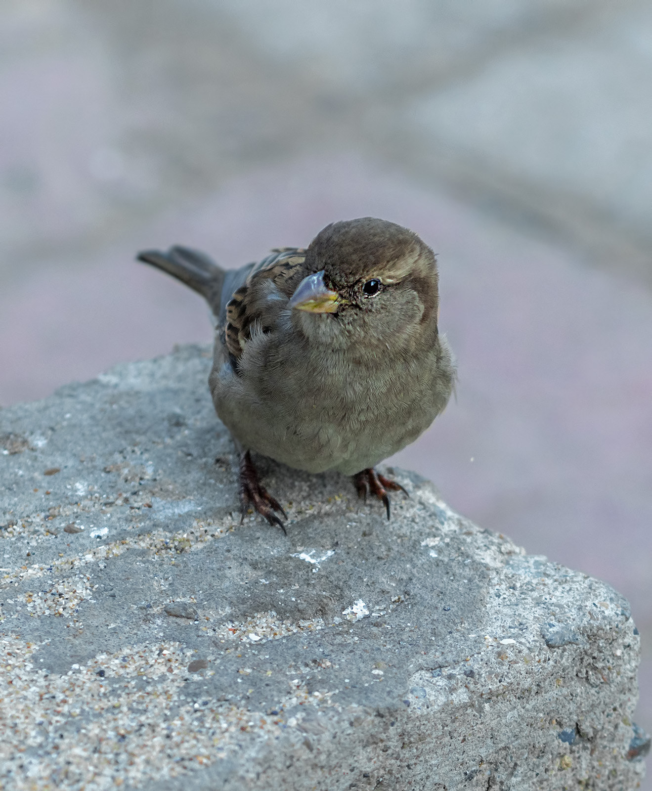 Olympus PEN E-PL5 + Olympus M.Zuiko Digital 45mm F1.8 sample photo. Sparrow portrait photography