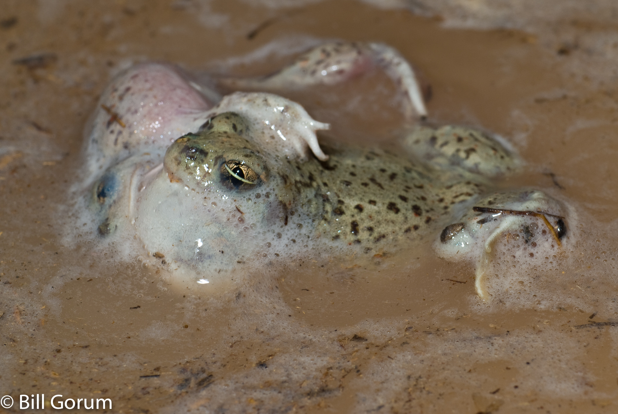 Nikon D200 sample photo. Grappling male chihuahuan desert spadefoots. photography