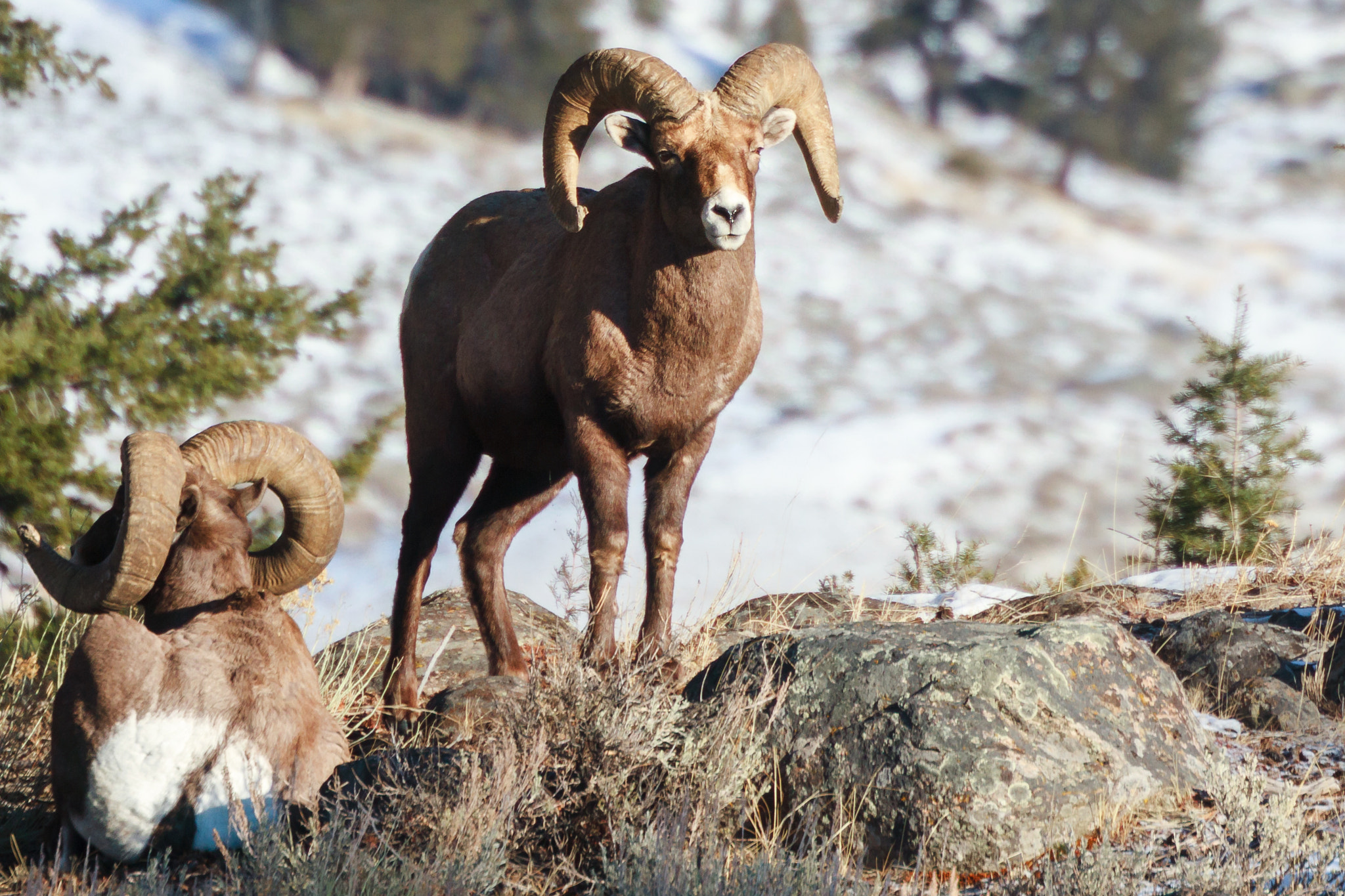 Canon EOS 7D + Canon EF 70-300mm F4.5-5.6 DO IS USM sample photo. Bighorn sheep graze in yellowstone national park photography