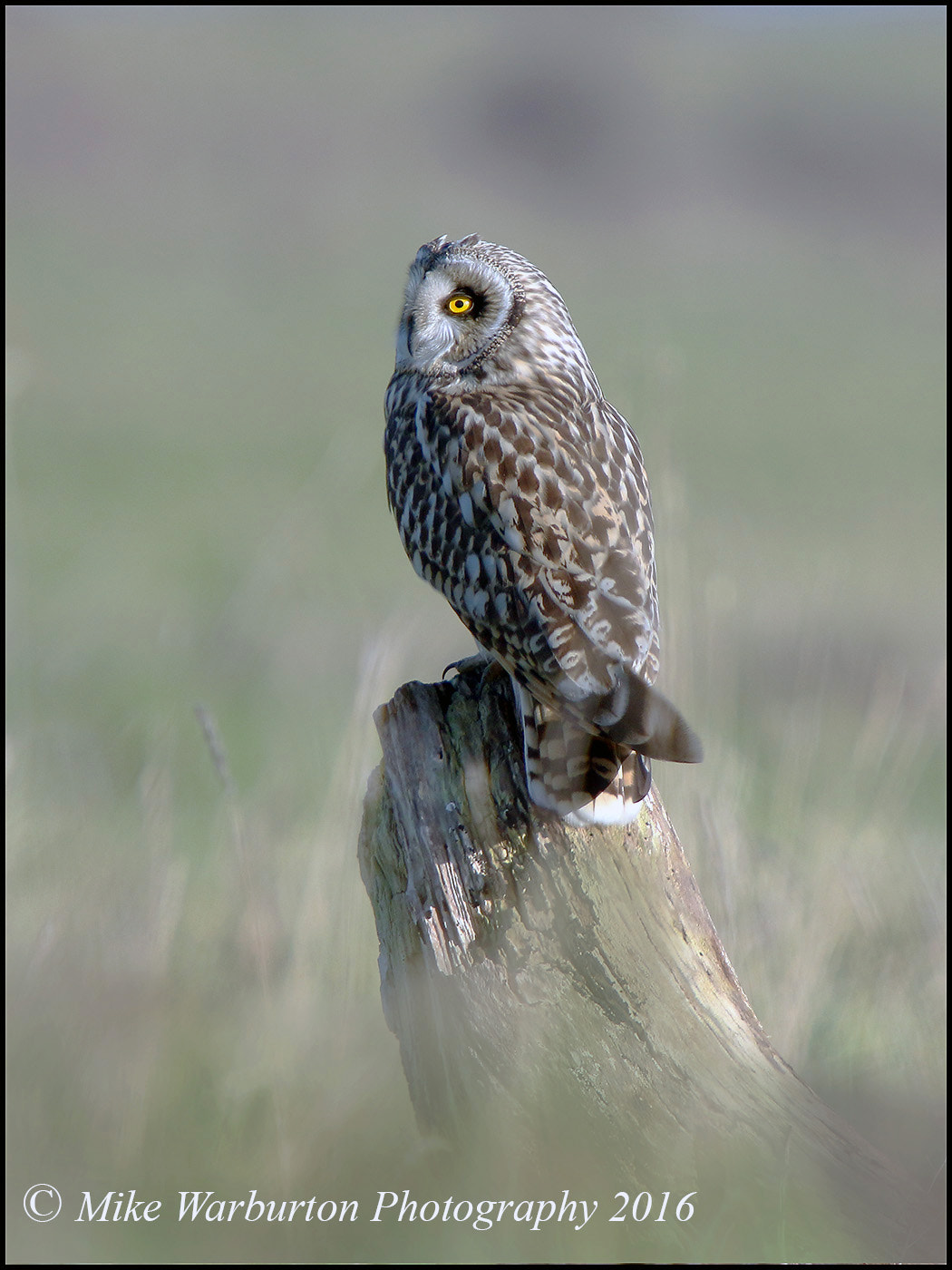 Sigma 50-500mm f/4-6.3 APO HSM EX sample photo. Short eared owl photography
