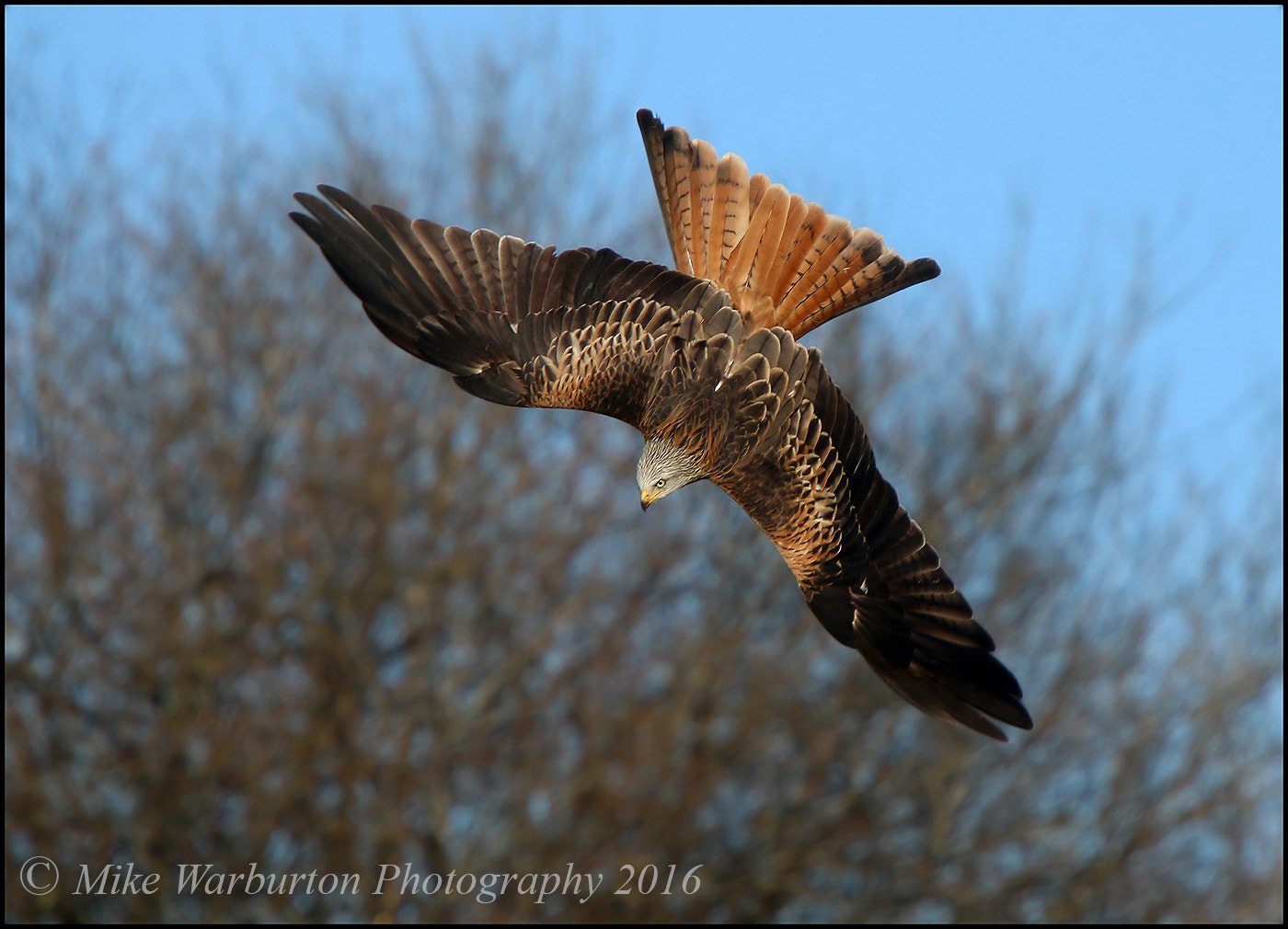 Sigma 50-500mm f/4-6.3 APO HSM EX sample photo. Red kite photography