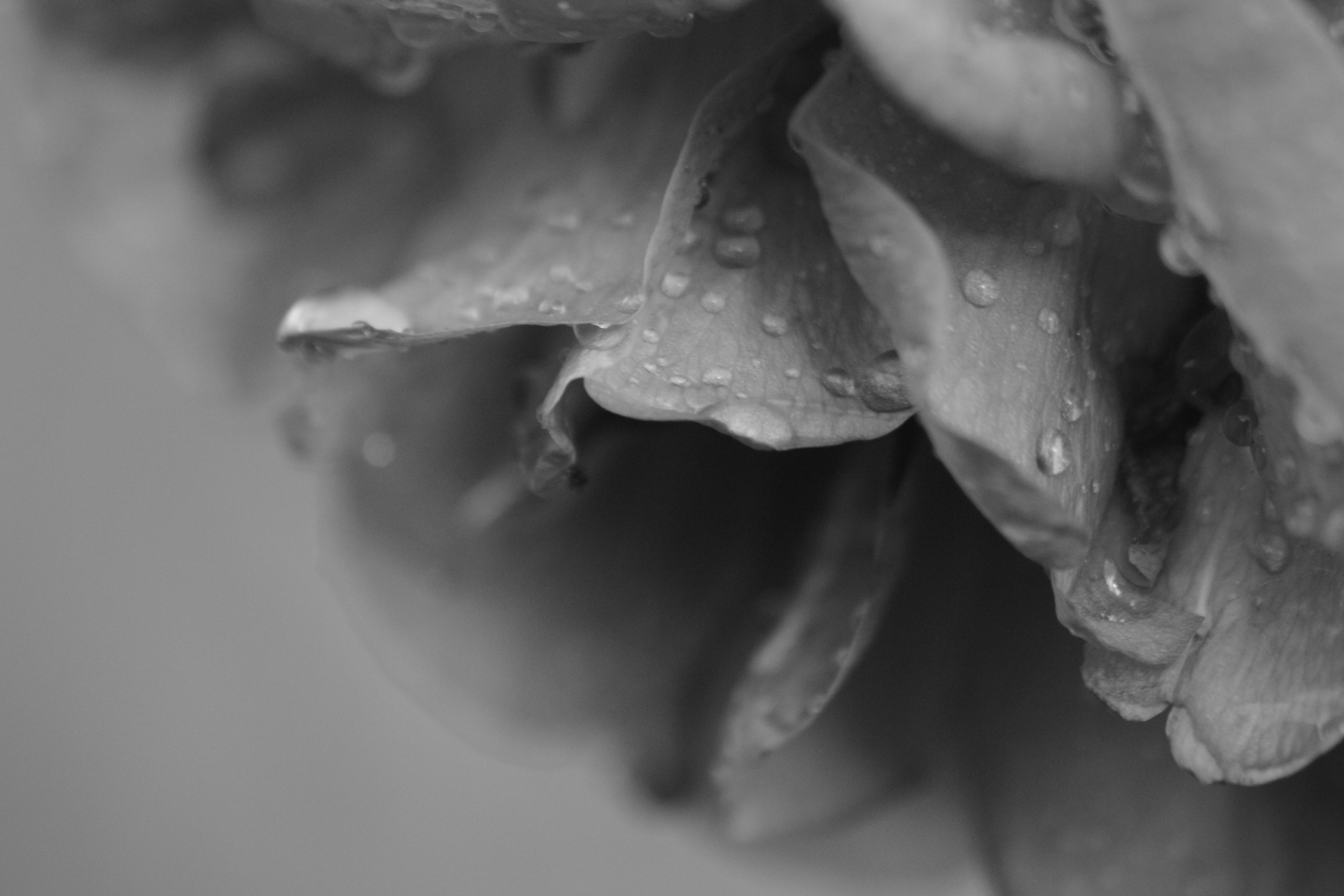 Sigma 70-300mm F4-5.6 APO Macro Super II sample photo
