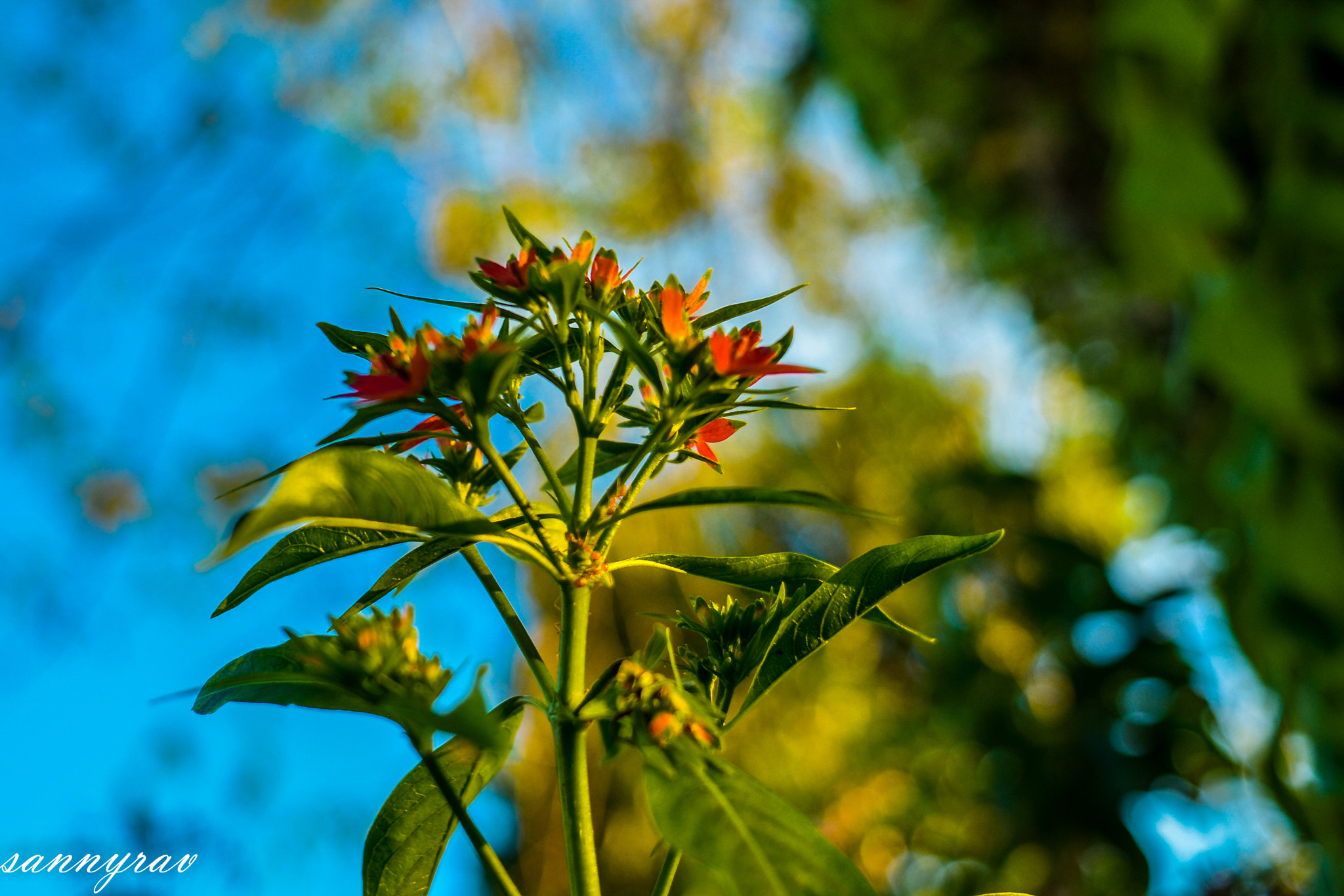 Nikon D7000 + Nikon AF Nikkor 24mm F2.8D sample photo. Red flowers photography