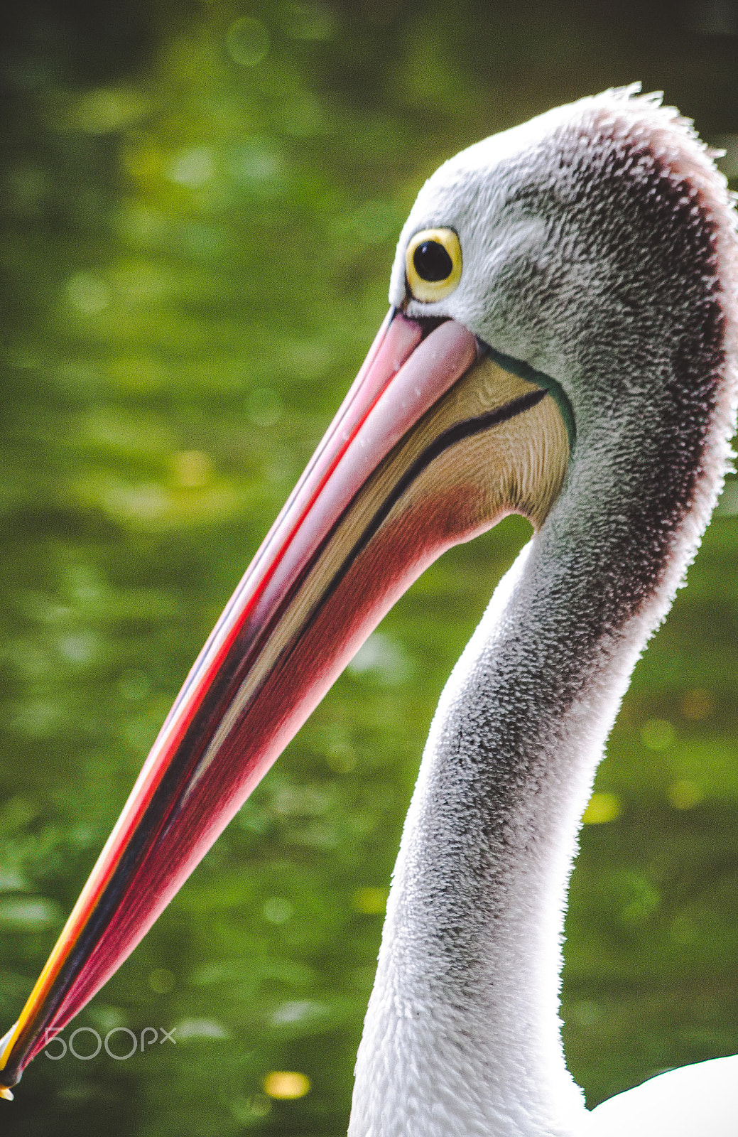 Pentax K-5 sample photo. Pelecanus conspicillatus photography
