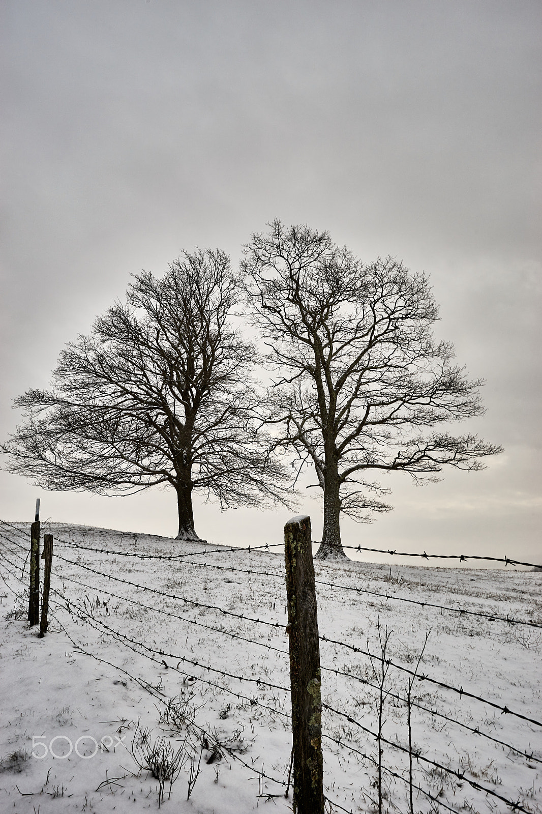 Sony a99 II + Minolta AF 17-35mm F3.5 G sample photo. Snow at last! photography