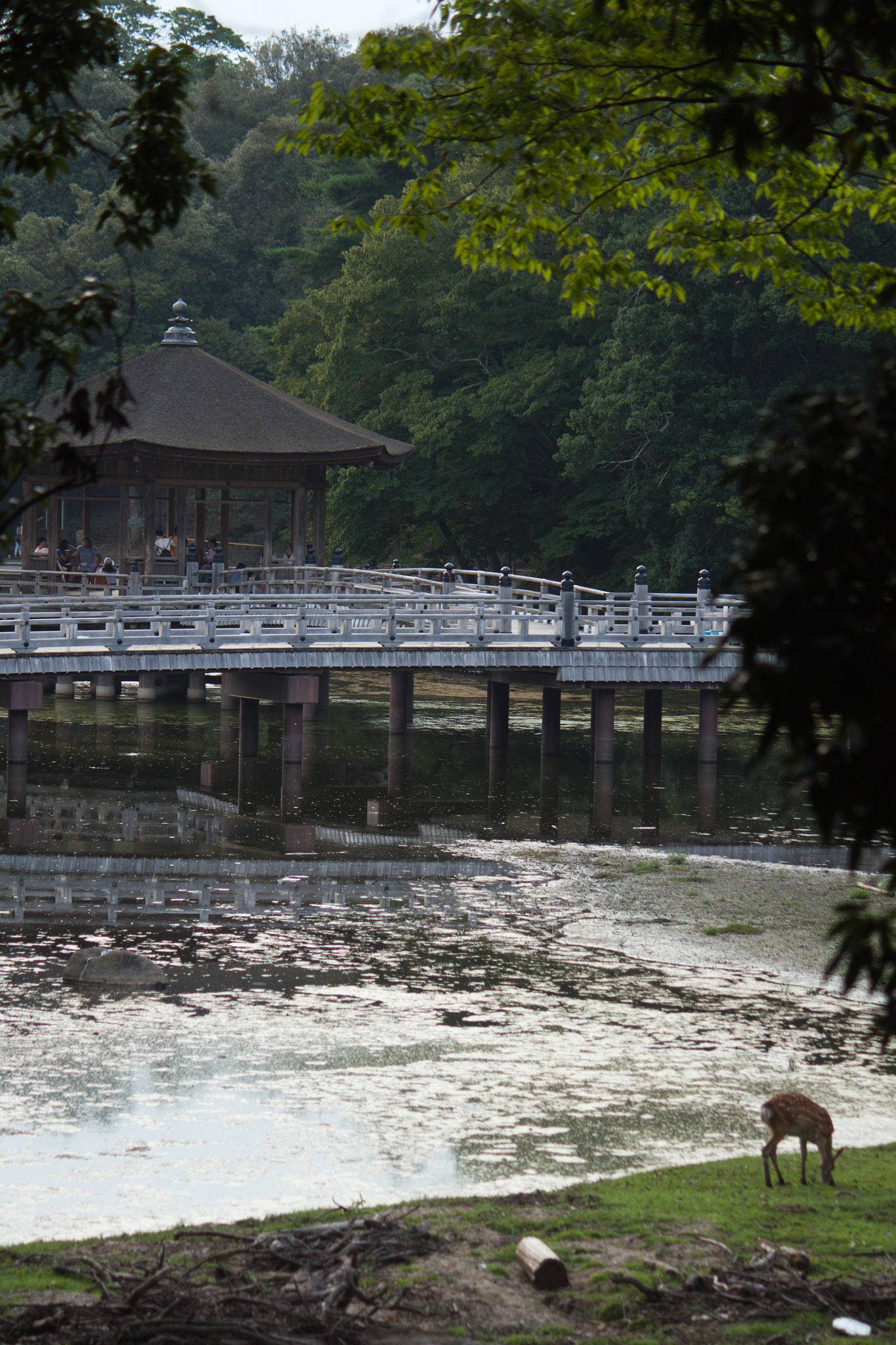 Canon EOS 500D (EOS Rebel T1i / EOS Kiss X3) sample photo. Nara park i photography
