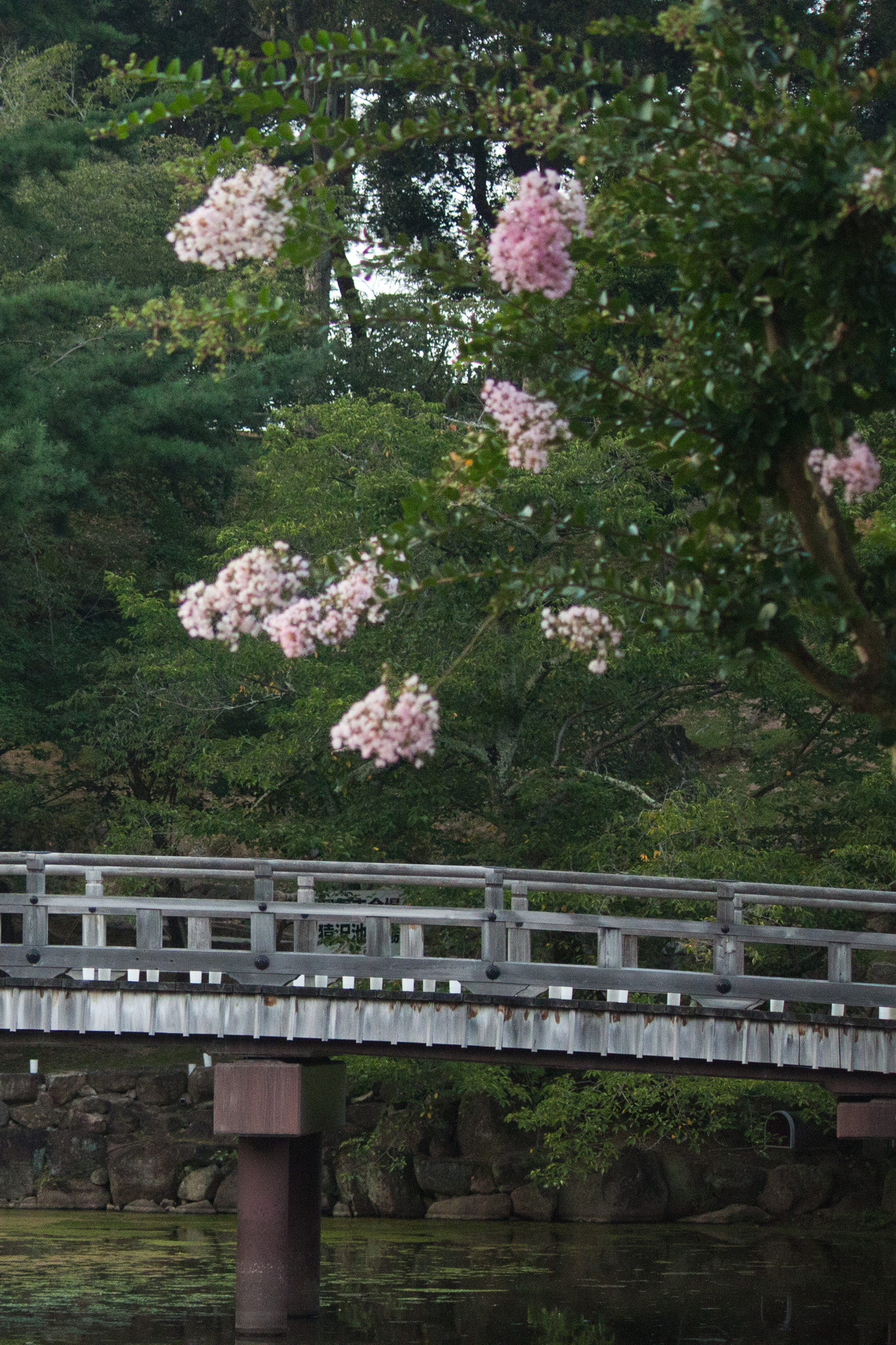 Canon EOS 500D (EOS Rebel T1i / EOS Kiss X3) sample photo. Summer blossoms i photography