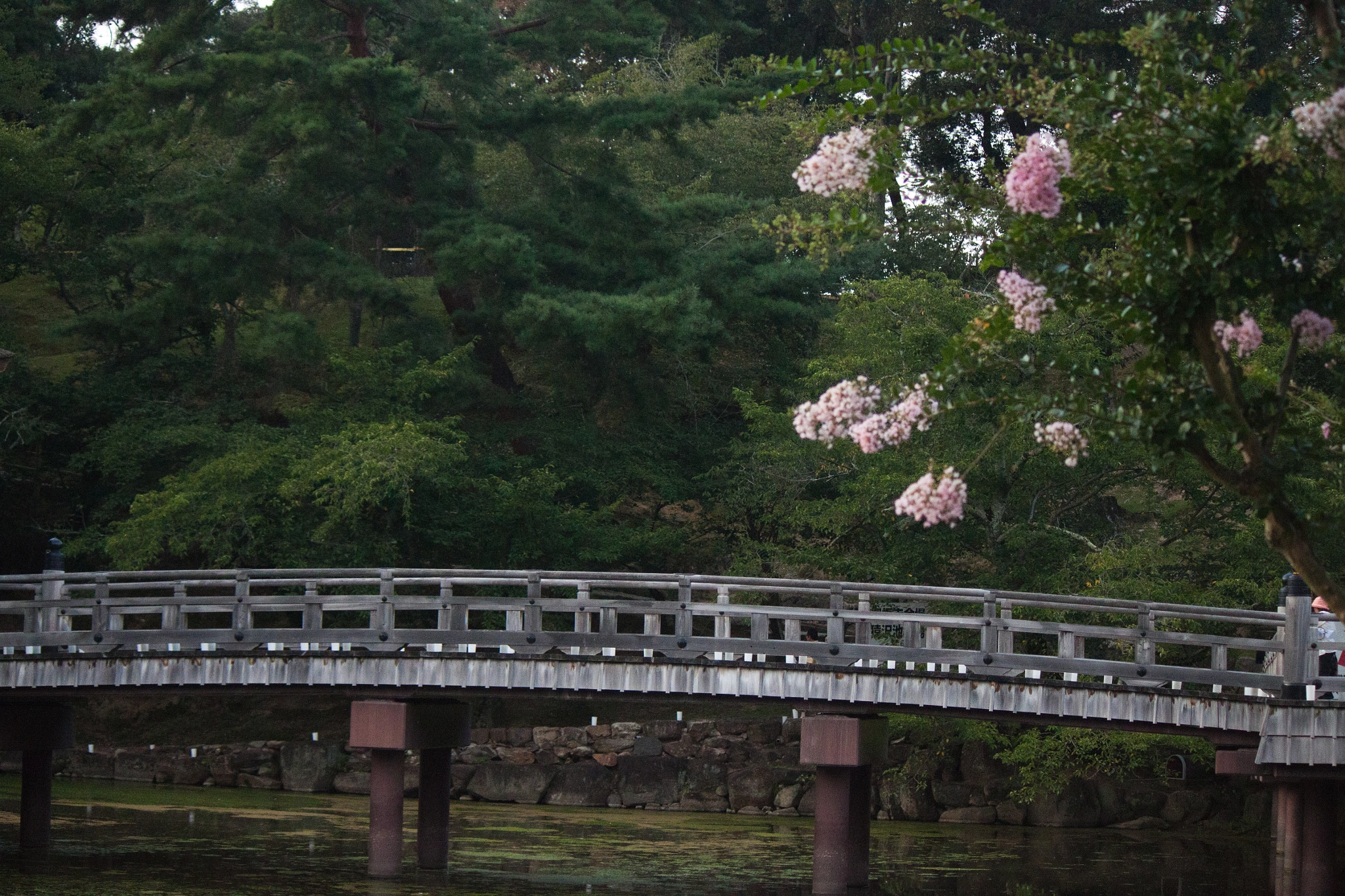Canon EOS 500D (EOS Rebel T1i / EOS Kiss X3) sample photo. Summer blossoms ii photography