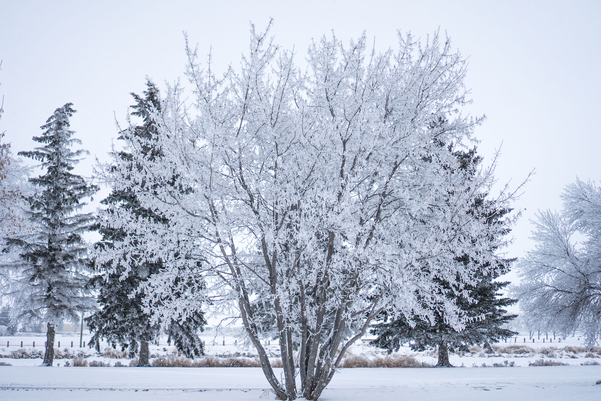 Sony a7 + Sony E 35mm F1.8 OSS sample photo. Frost on the tree photography